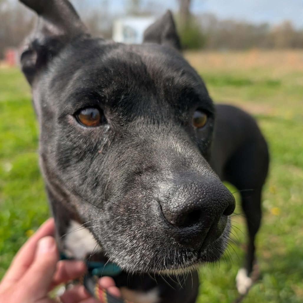 Serenity, Adoptable, Adult Female Black Labrador Retriever & Mixed Breed.