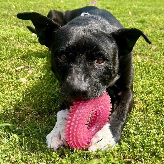 Serenity, a Adoptable mixed breed in Clarksville, TN image 2/6