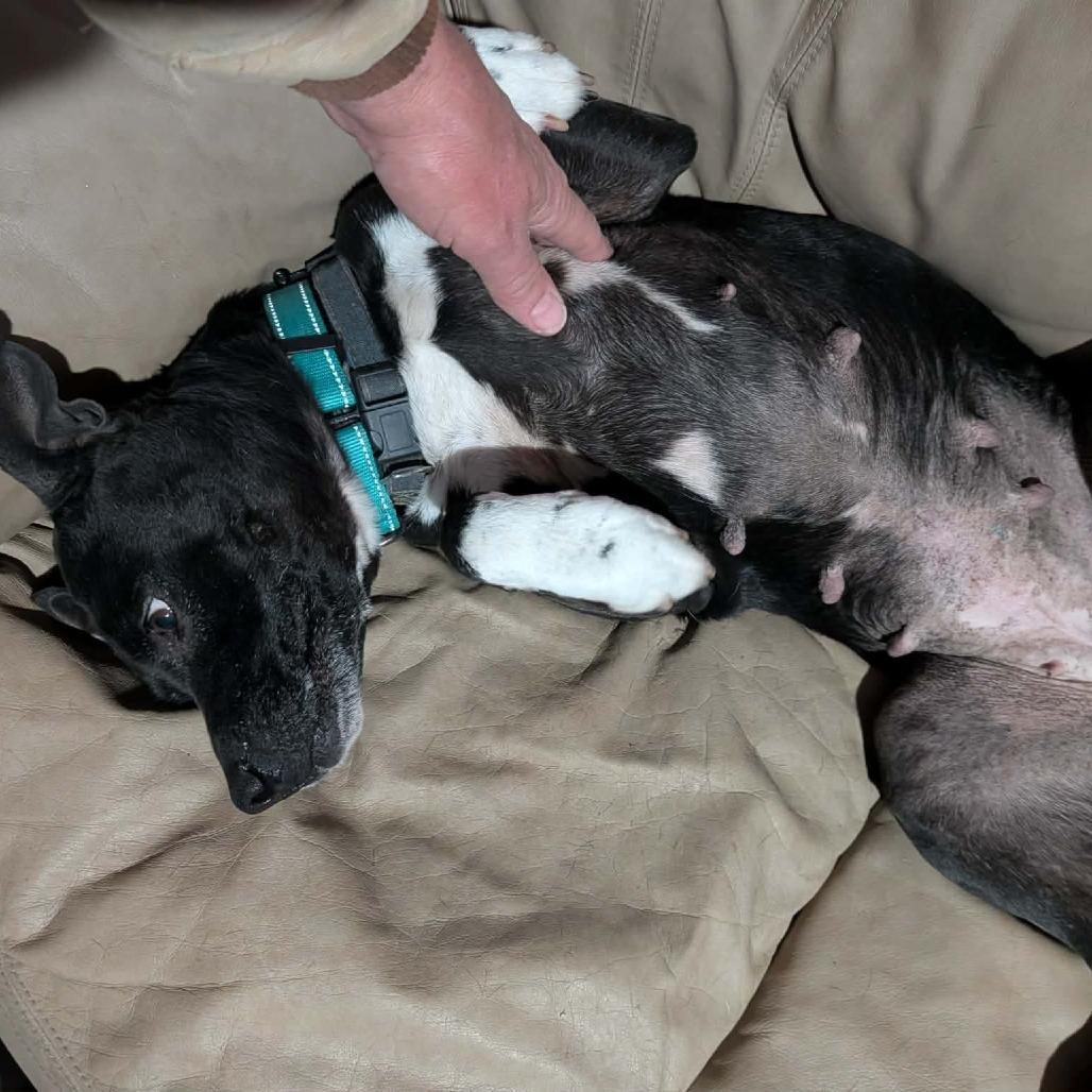 Enlarge Serenity, a Adoptable mixed breed in Clarksville, TN image 2/6