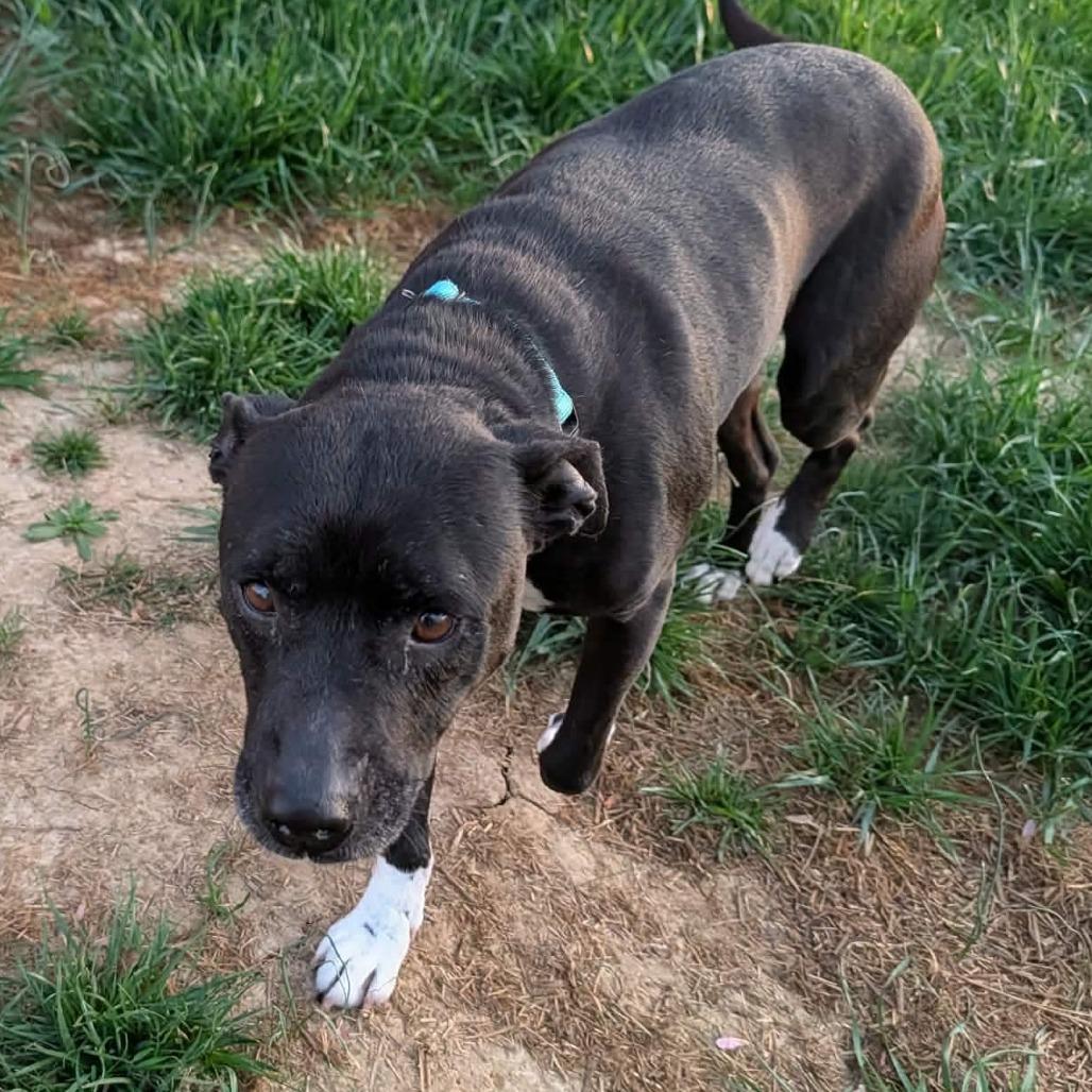 Enlarge Serenity, a Adoptable mixed breed in Clarksville, TN image 3/6