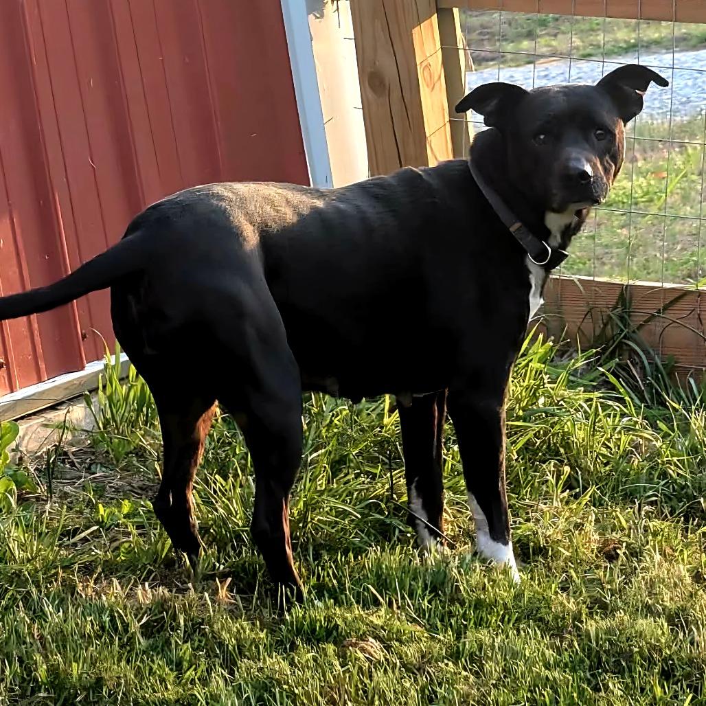 Enlarge Serenity, a Adoptable mixed breed in Clarksville, TN image 4/6