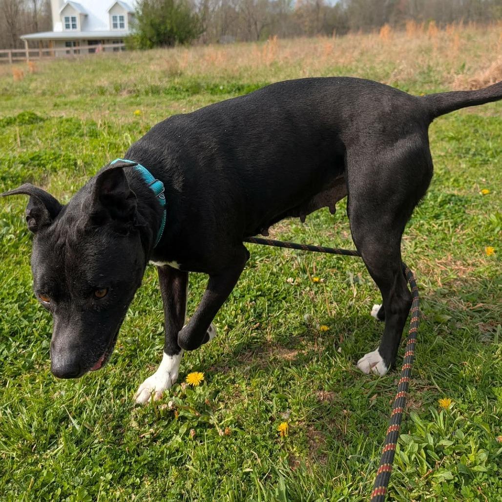 Enlarge Serenity, a Adoptable mixed breed in Clarksville, TN image 5/6