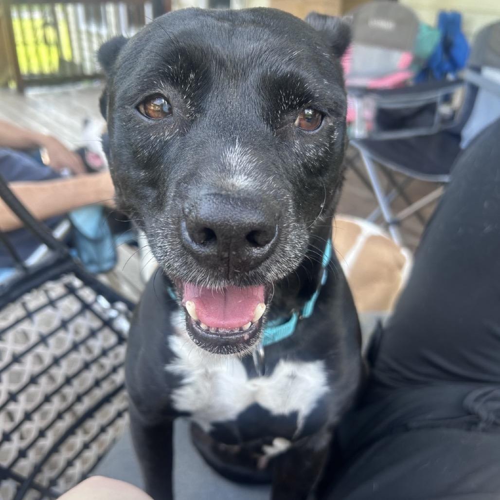 Sophie, a Adoptable mixed breed in Clarksville, TN image 5/6