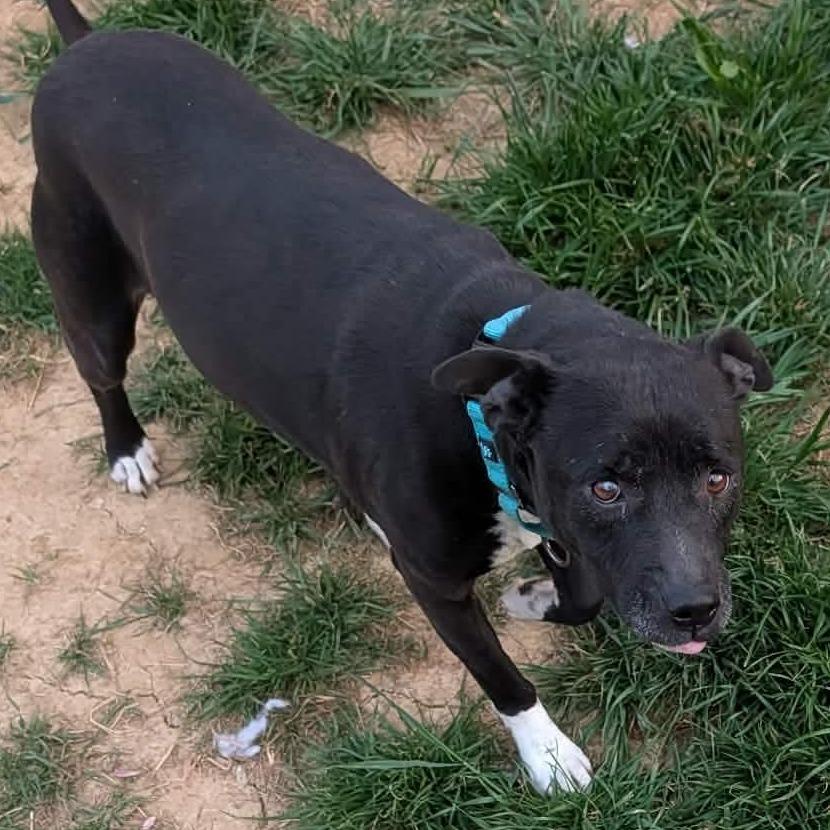 Enlarge Serenity, a Adoptable mixed breed in Clarksville, TN image 6/6