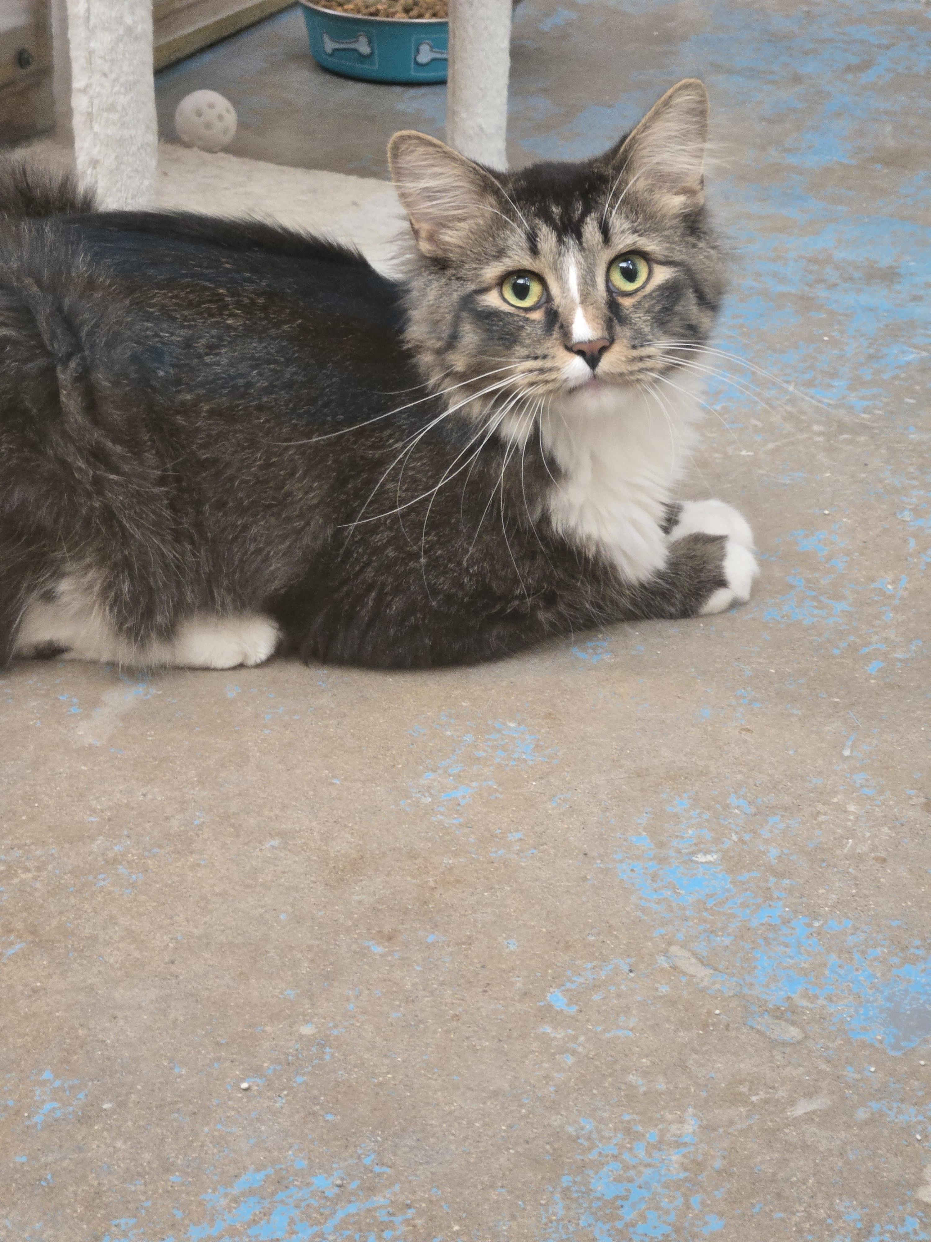 Enlarge Vhagar, a Adopted Domestic Long Hair in Nogales, AZ image 3/4