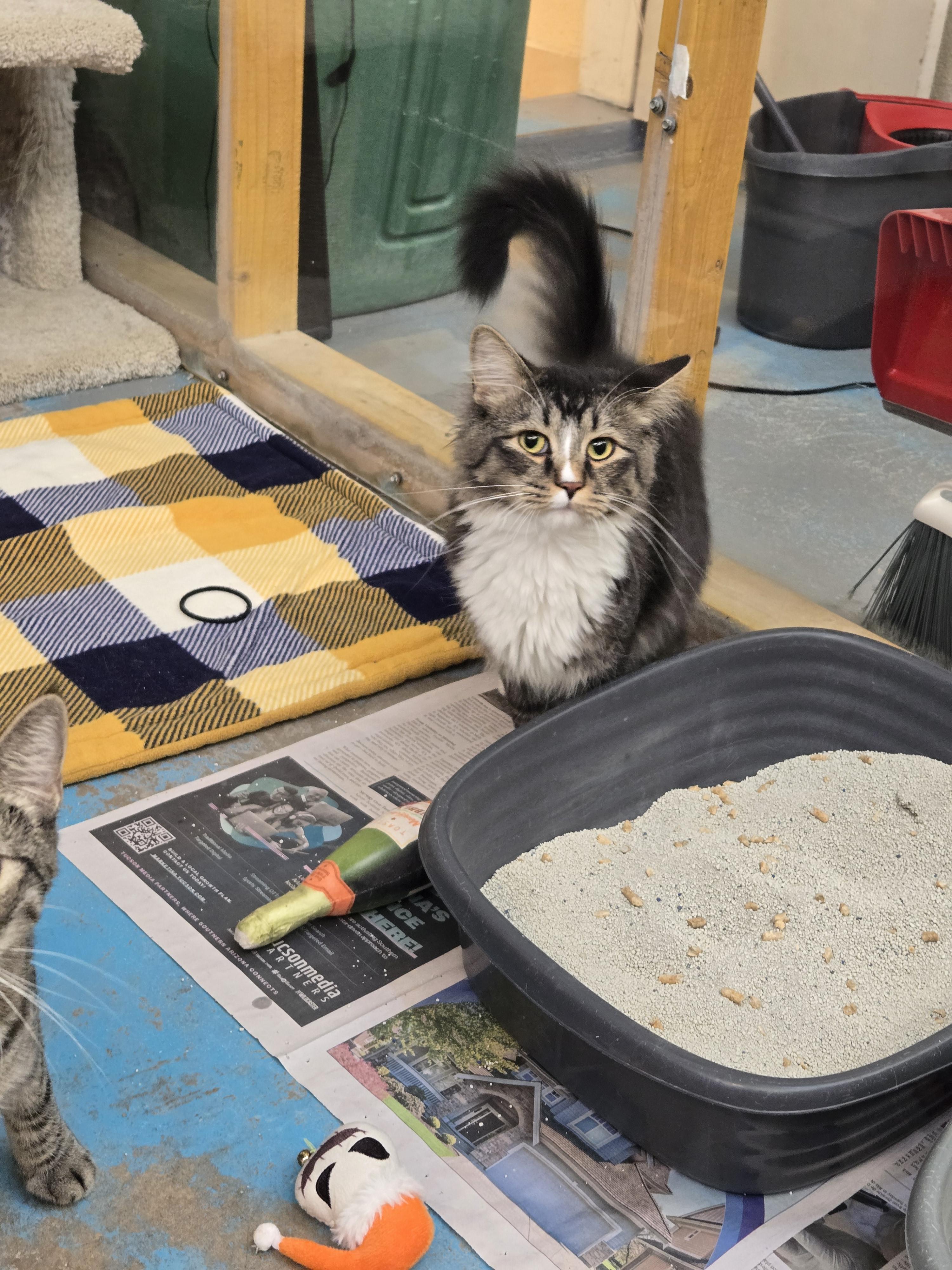 Enlarge Vhagar, a Adopted Domestic Long Hair in Nogales, AZ image 2/4