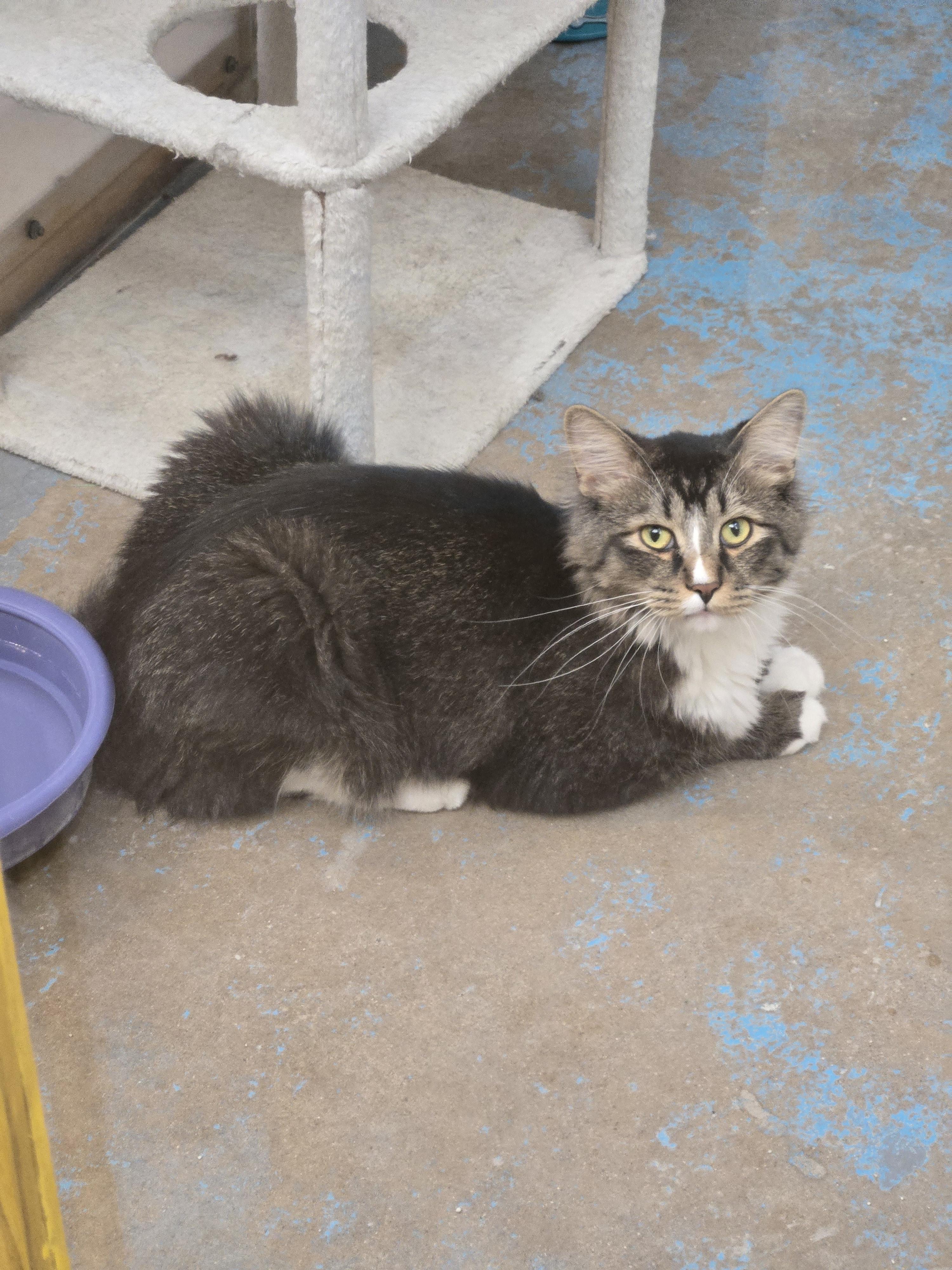 Enlarge Vhagar, a Adopted Domestic Long Hair in Nogales, AZ image 4/4
