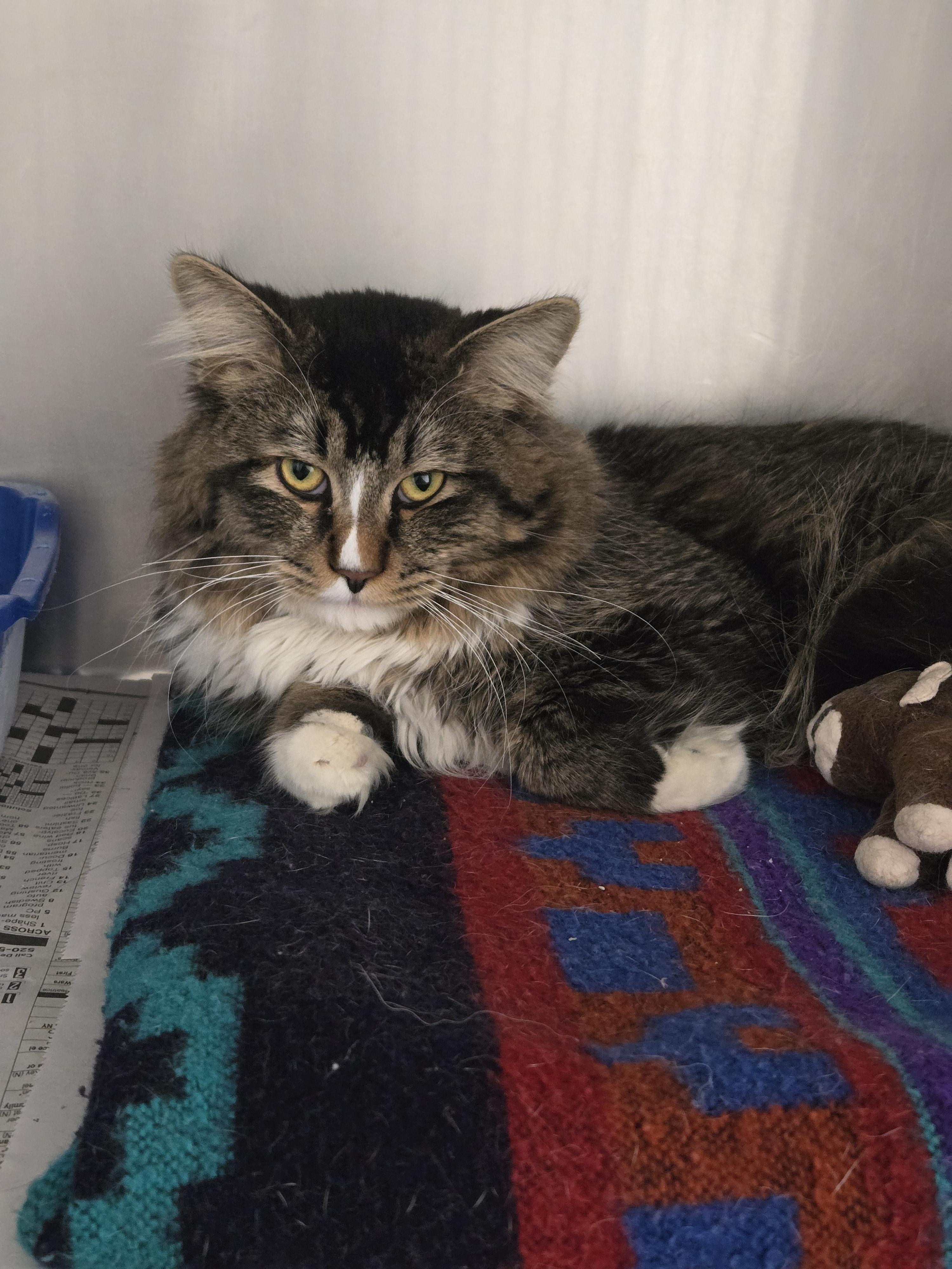 Enlarge Vhagar, a Adopted Domestic Long Hair in Nogales, AZ image 1/4