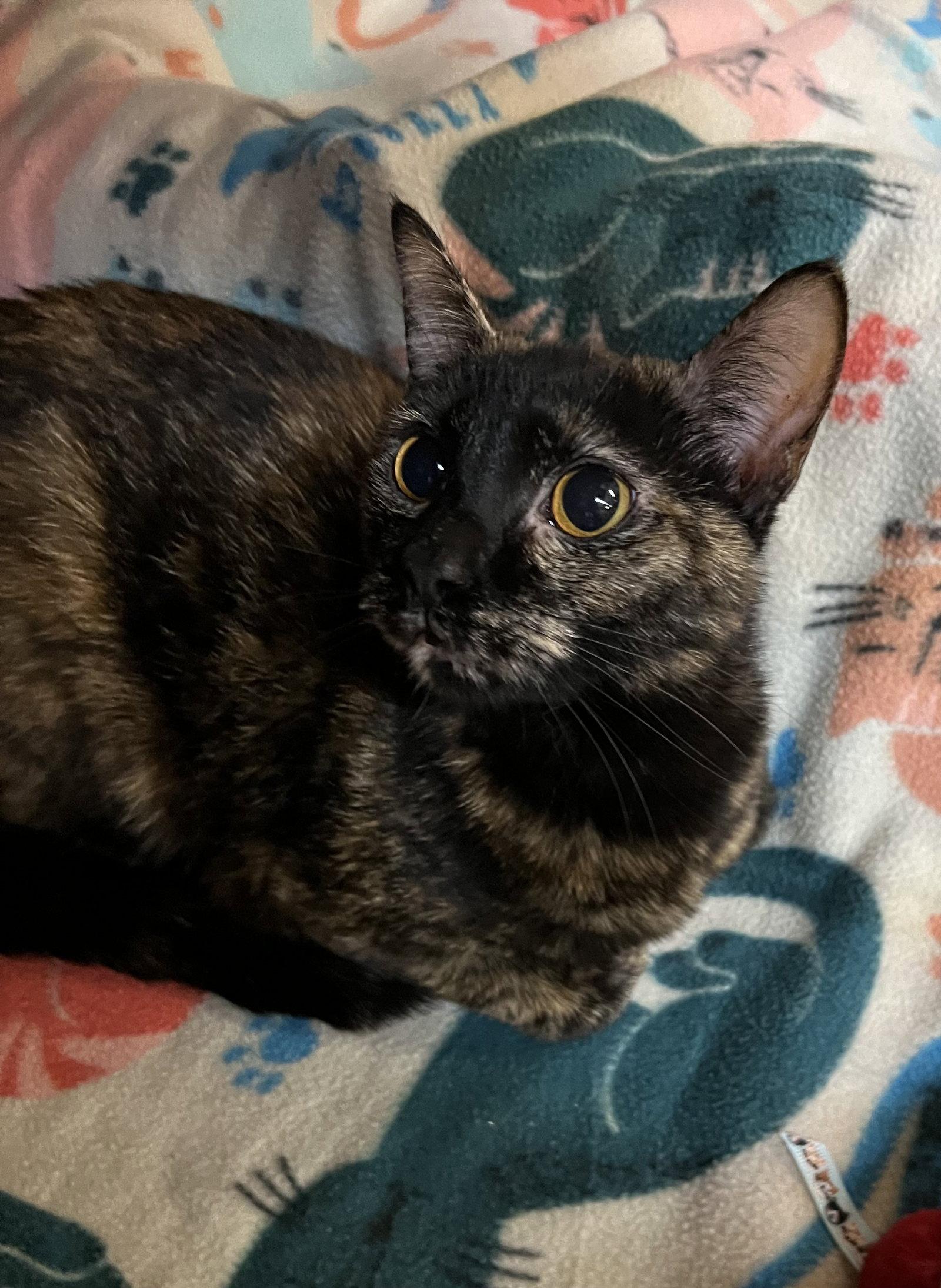 Delilah, Adoptable, Young Female Domestic Short Hair.