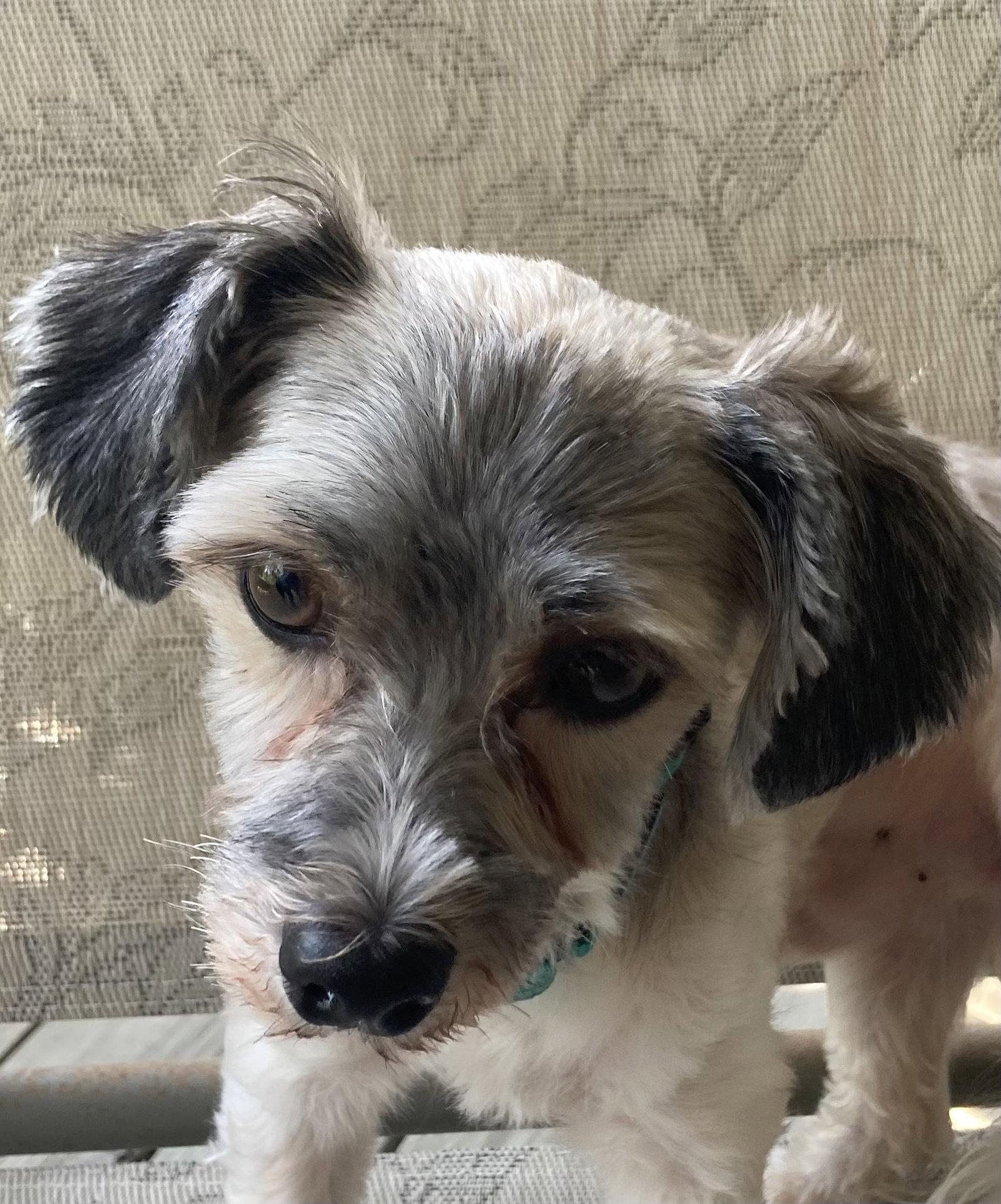 Enlarge Scout, a Adoptable Havanese in Omaha, NE image 1/3