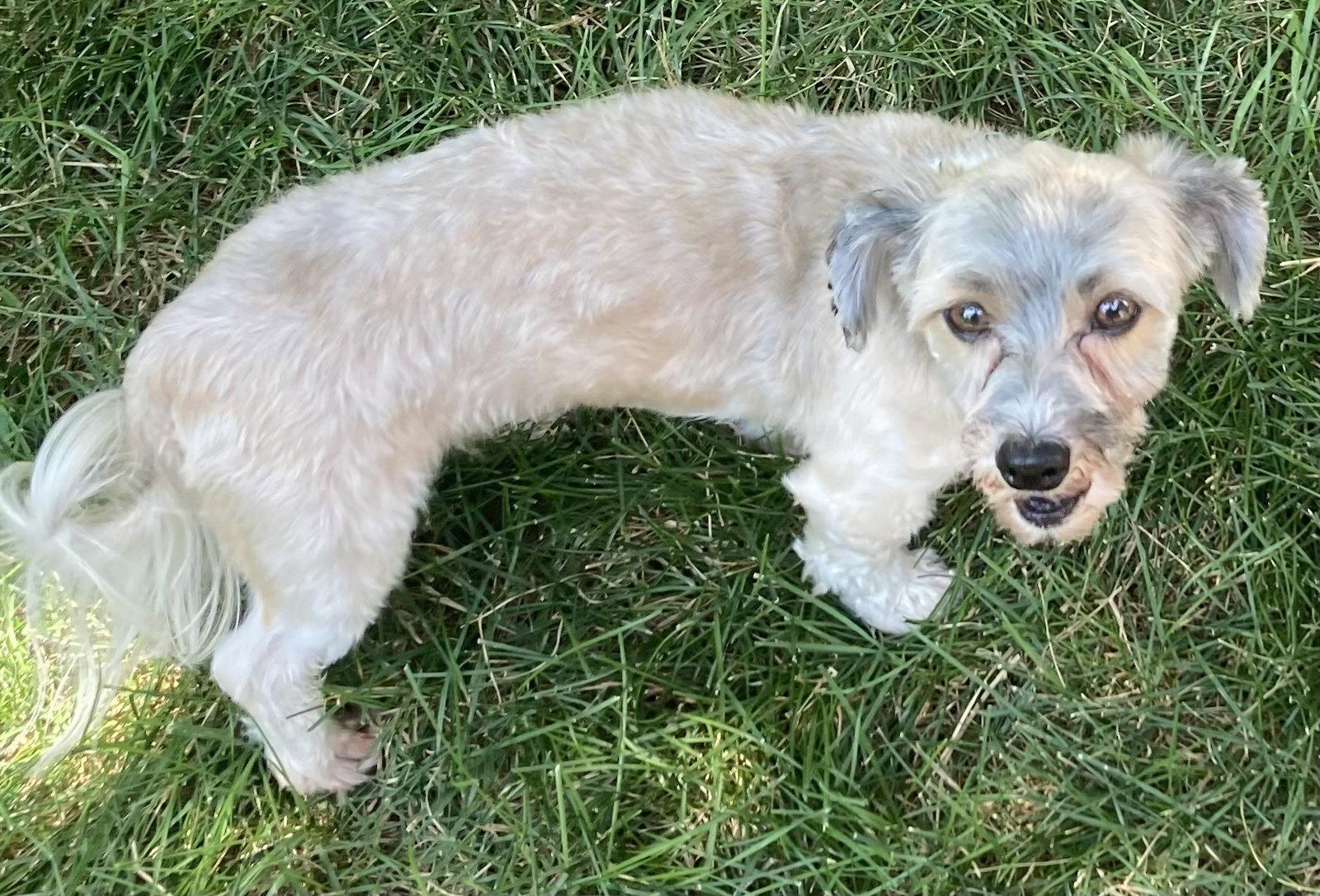 Enlarge Scout, a Adoptable Havanese in Omaha, NE image 2/3