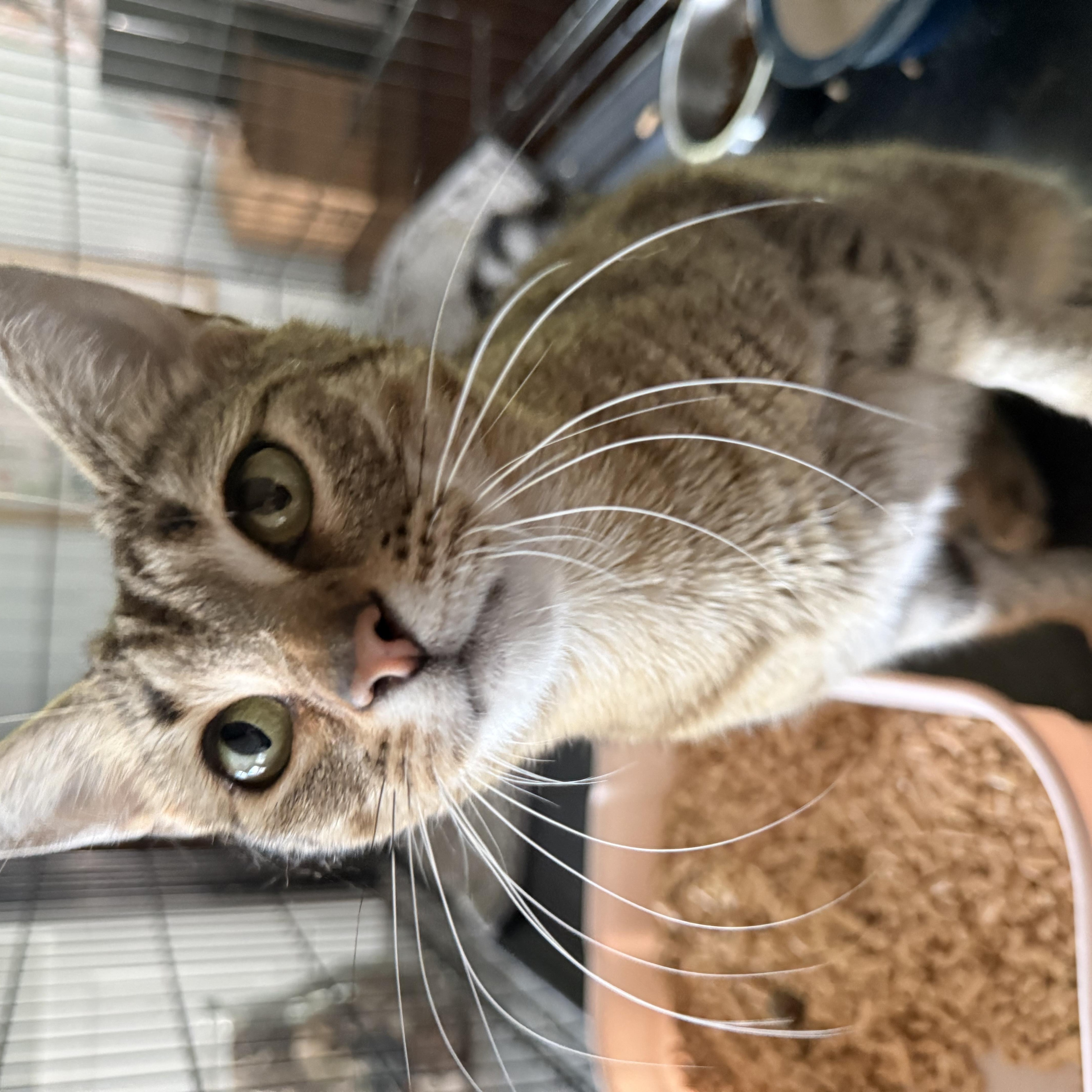 Enlarge Savvy, a Adoptable Domestic Short Hair in Fuauay Varina, NC image 1/5