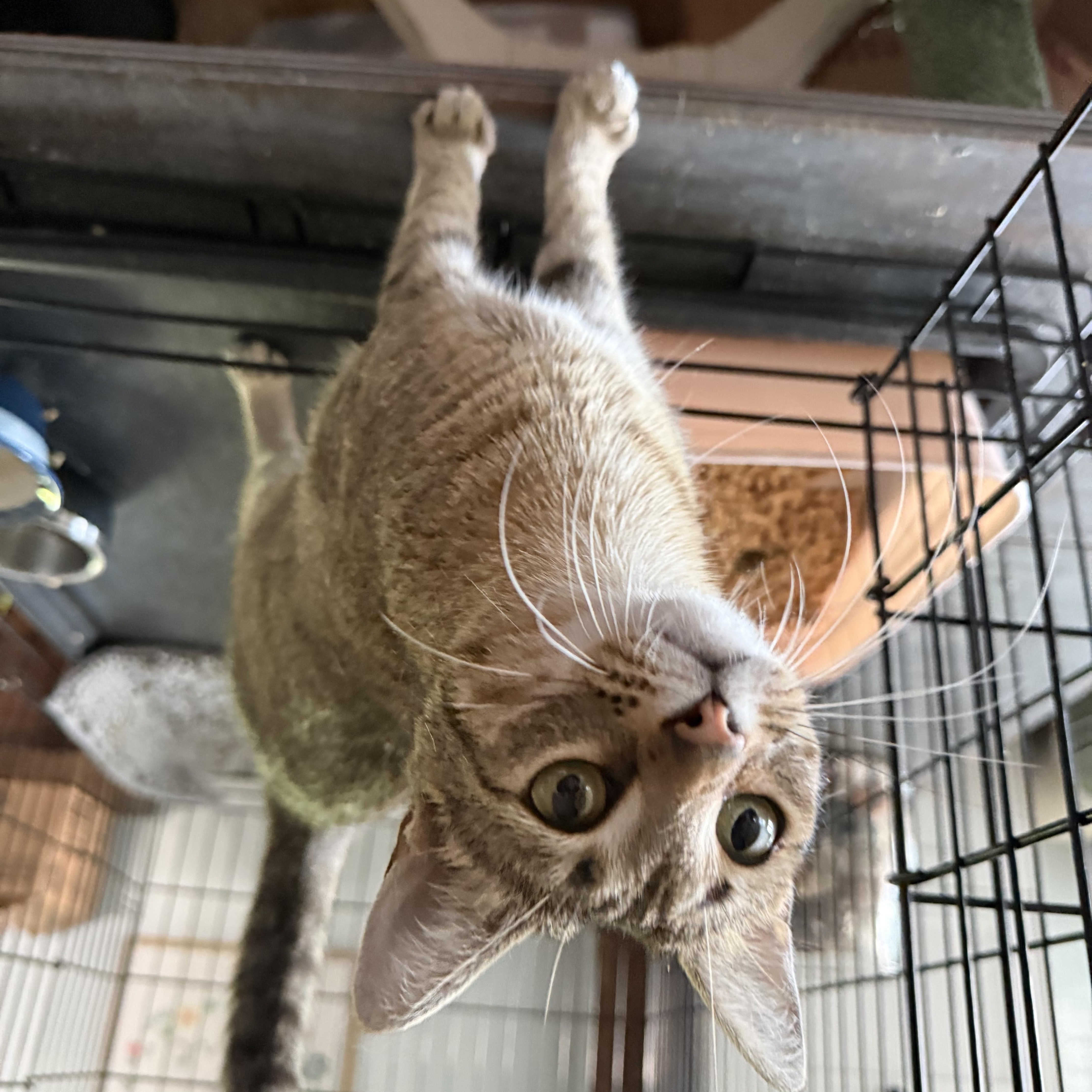 Enlarge Savvy, a Adoptable Domestic Short Hair in Fuauay Varina, NC image 2/5