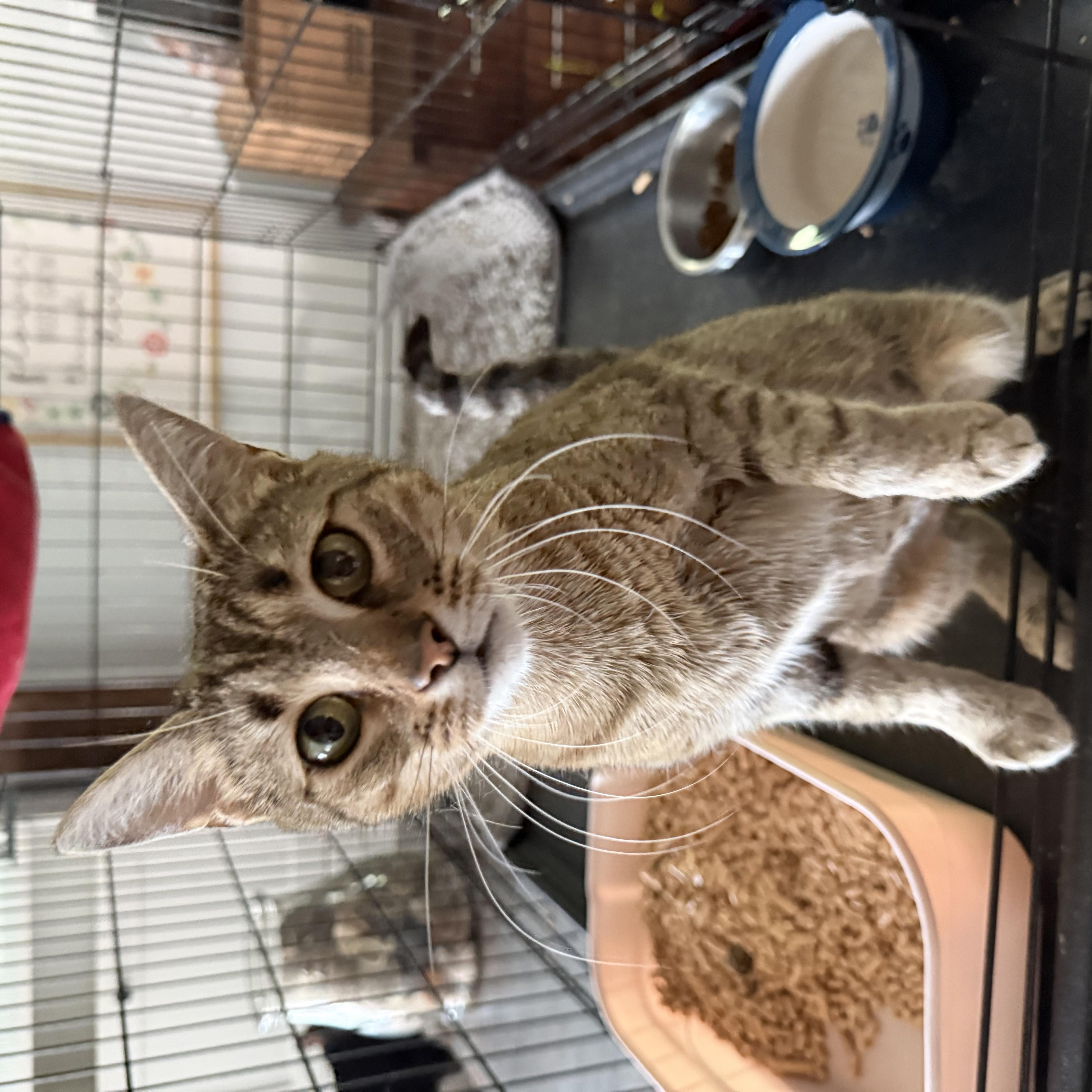 Enlarge Savvy, a Adoptable Domestic Short Hair in Fuauay Varina, NC image 3/5