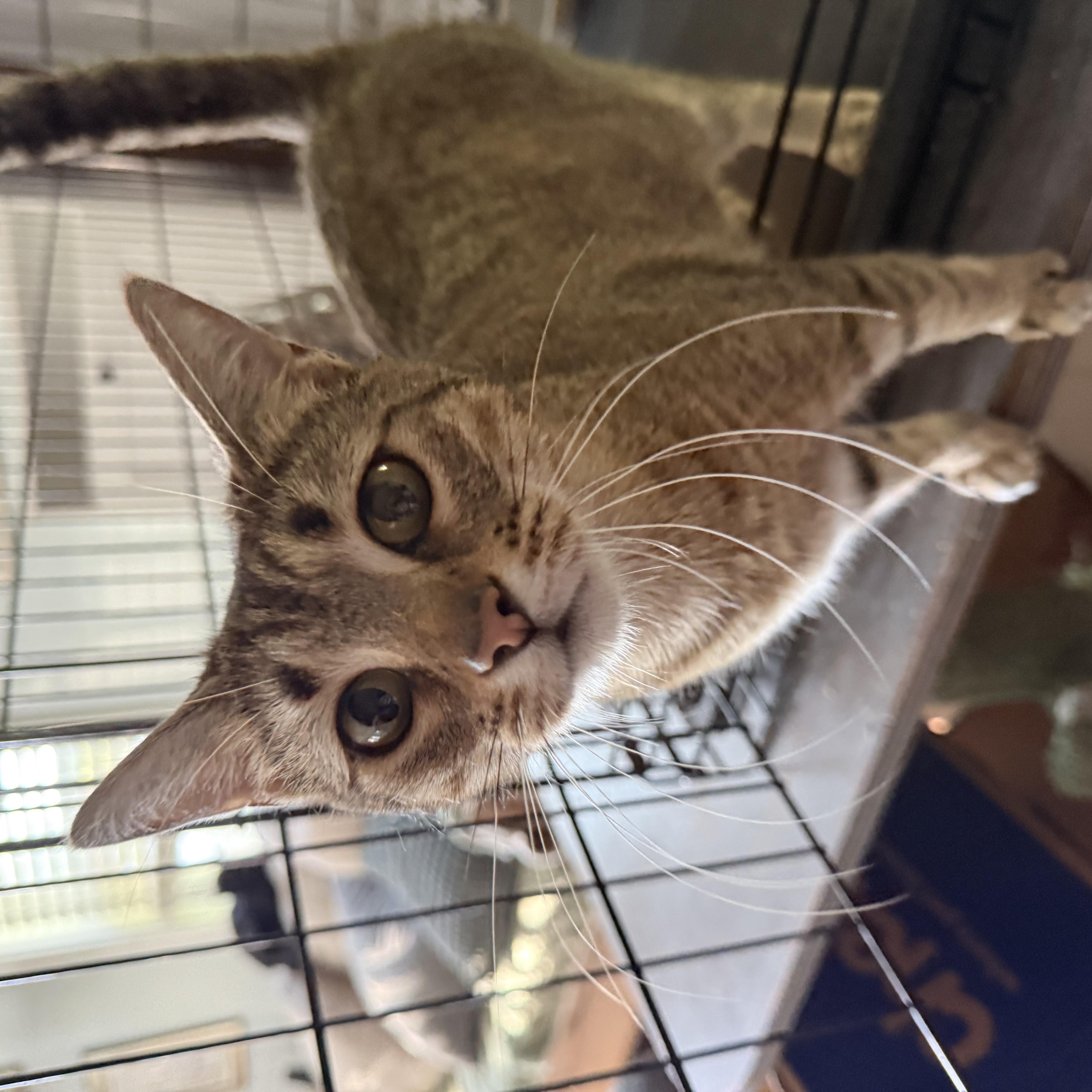 Enlarge Savvy, a Adoptable Domestic Short Hair in Fuauay Varina, NC image 4/5
