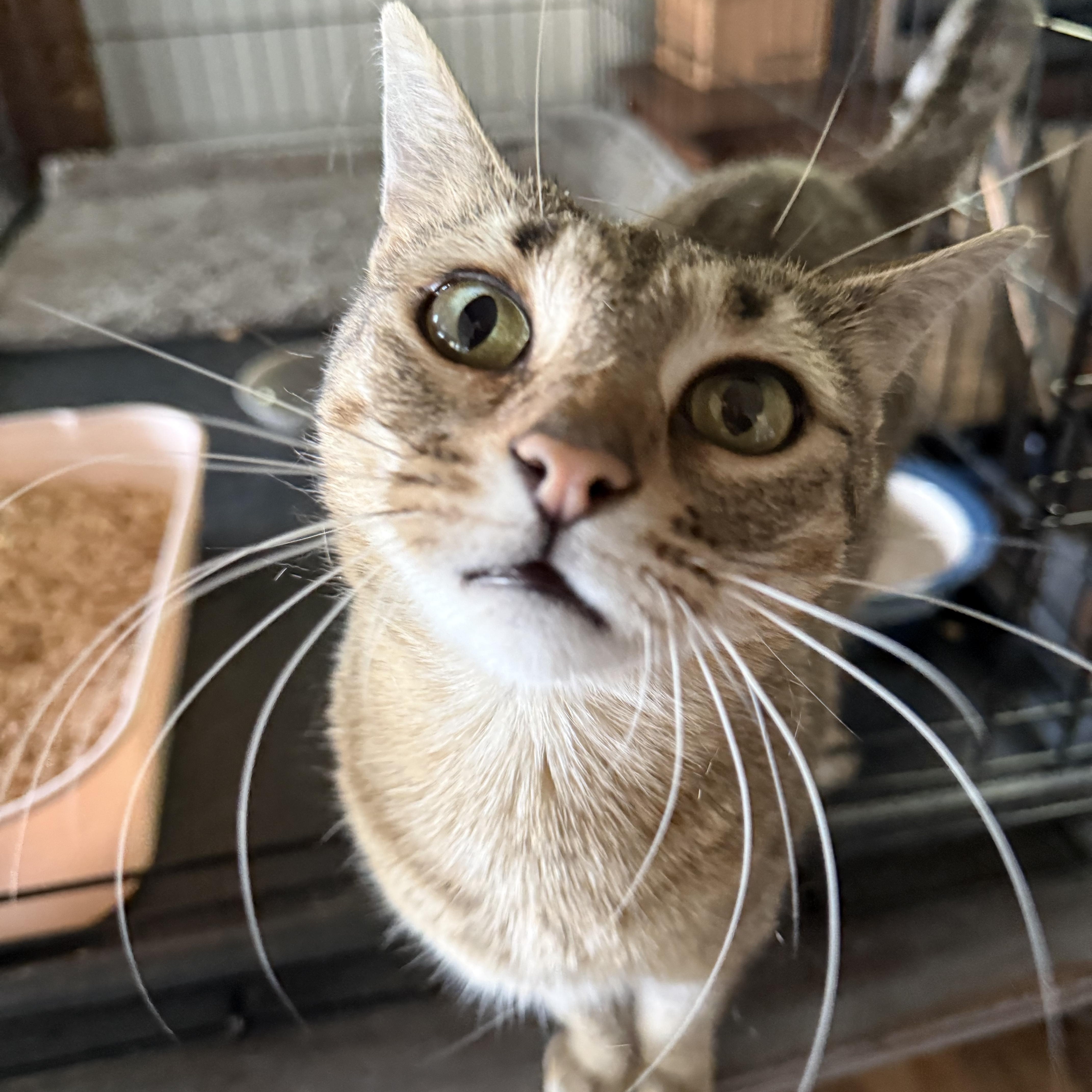 Enlarge Savvy, a Adoptable Domestic Short Hair in Fuauay Varina, NC image 5/5