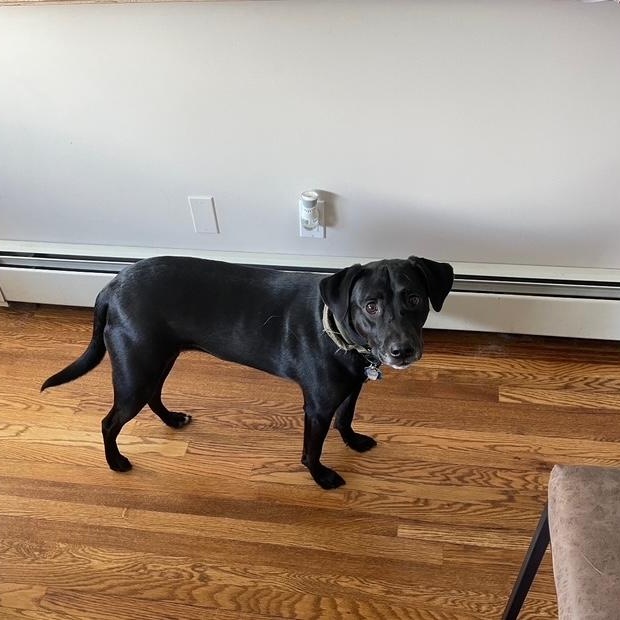 Enlarge Nash, an adopted mixed breed in Manhasset, NY image 3/6