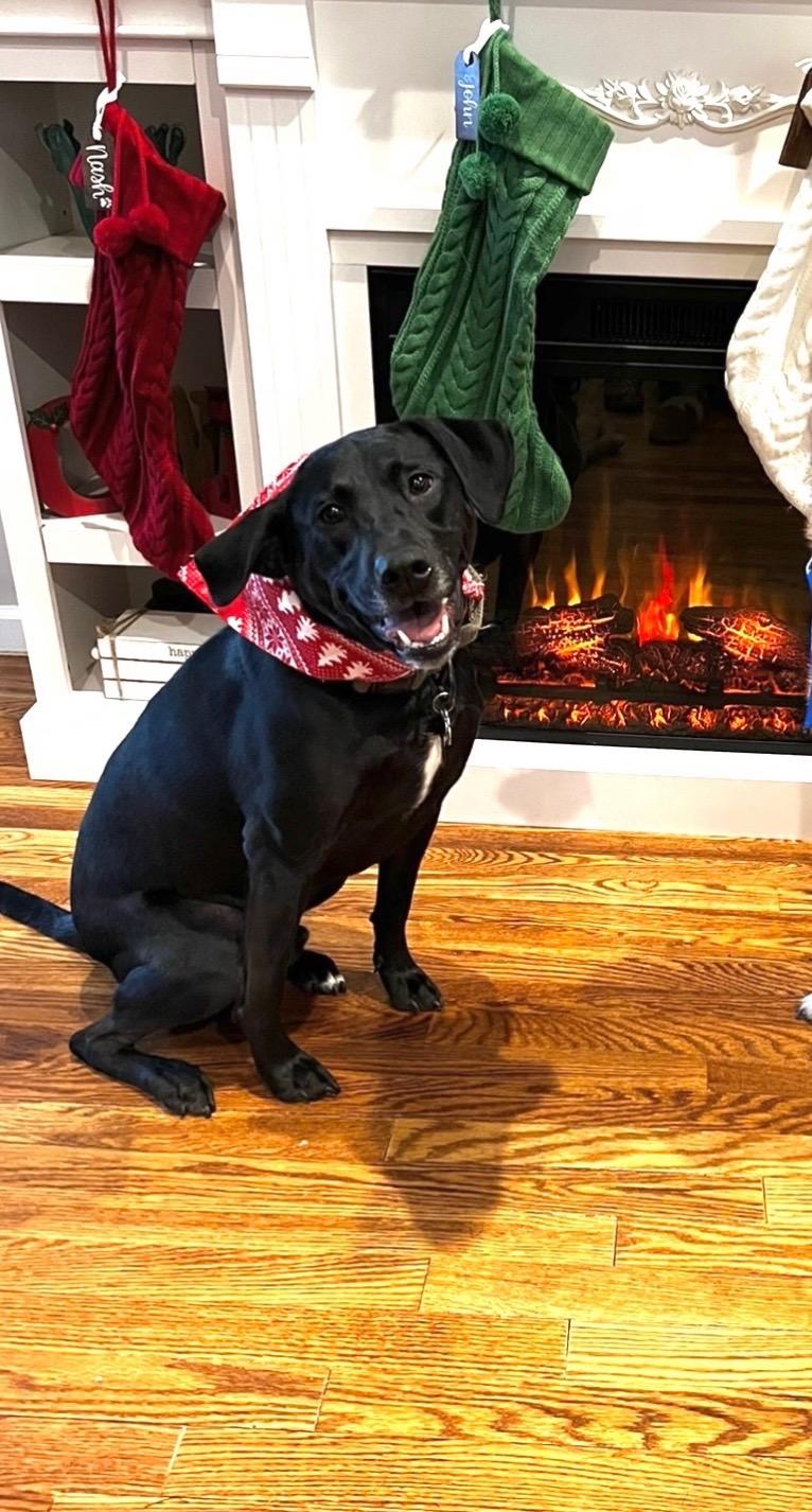 Enlarge Nash, an adopted mixed breed in Manhasset, NY image 2/6