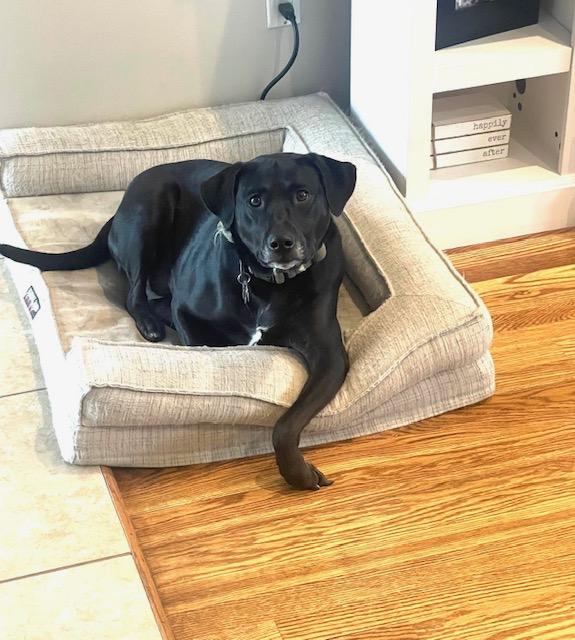 Nash, adopted, Adult Male Black Labrador Retriever.