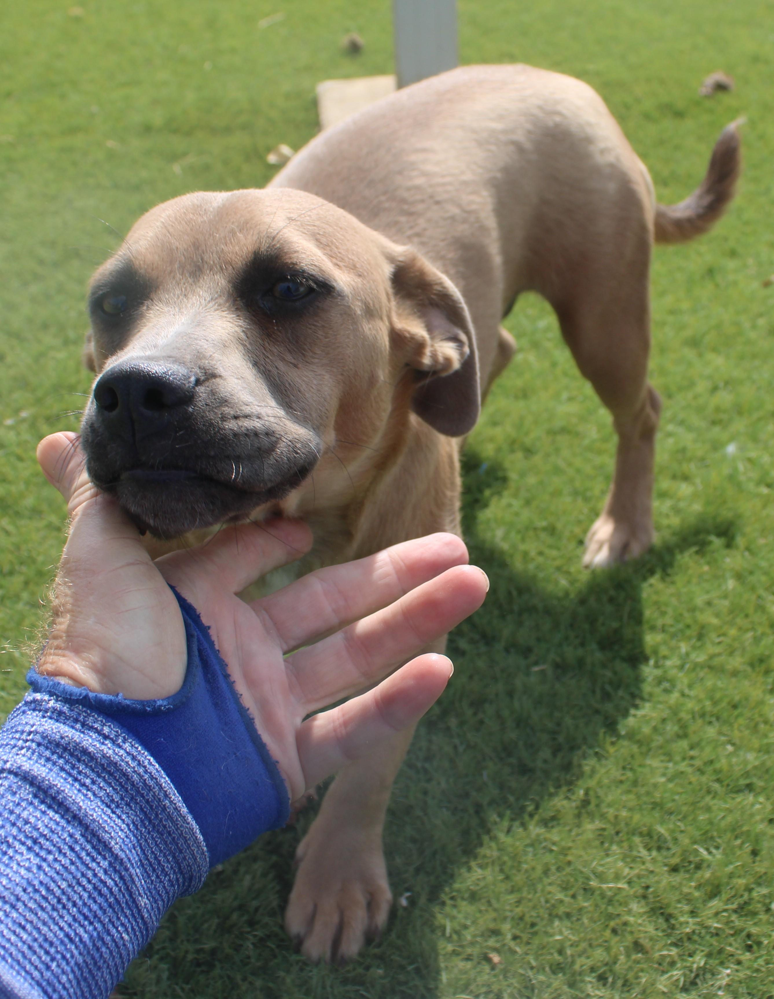Brownie, a ADOPTABLE mixed breed in Wasco, CA image 3/6