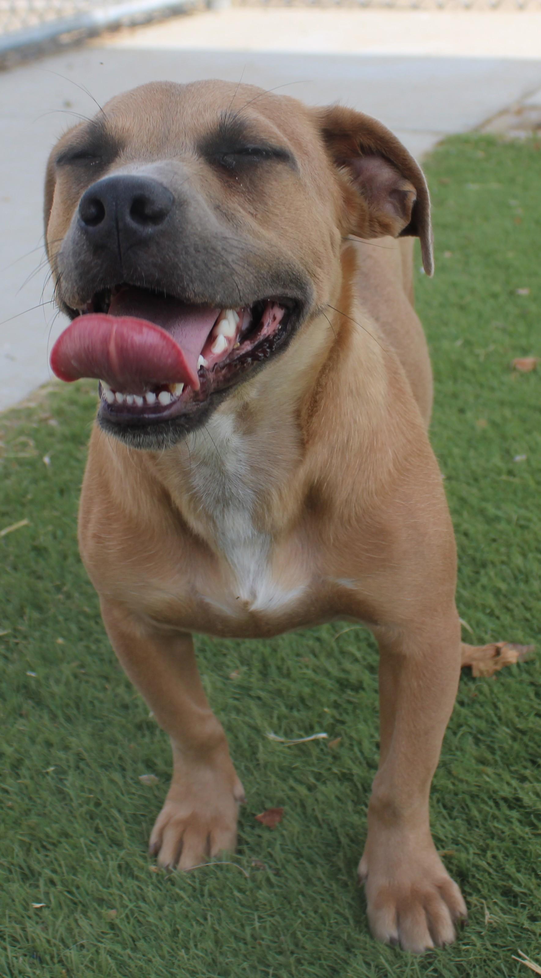 Brownie, a ADOPTABLE mixed breed in Wasco, CA image 2/6