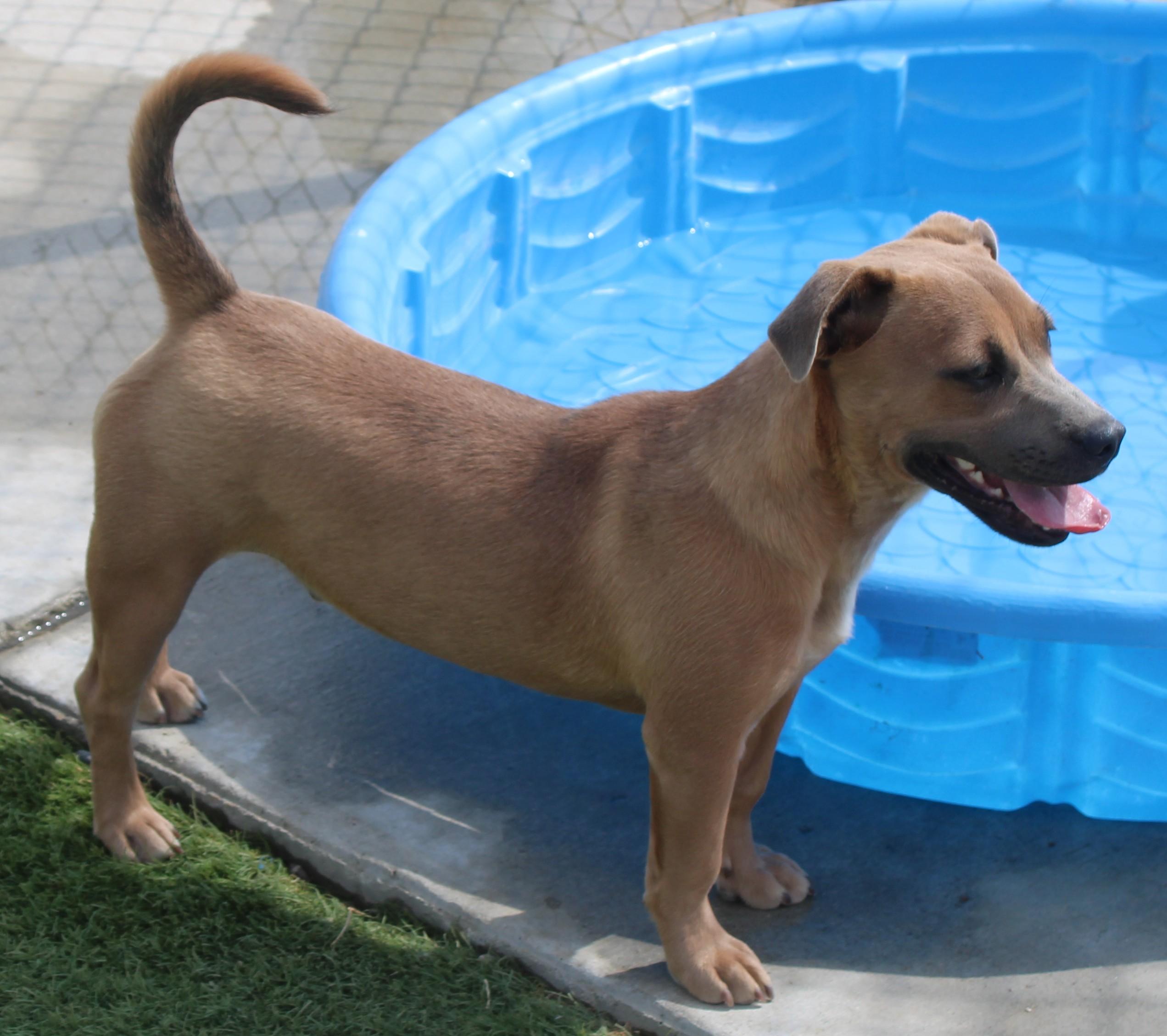 Brownie, a ADOPTABLE mixed breed in Wasco, CA image 4/6