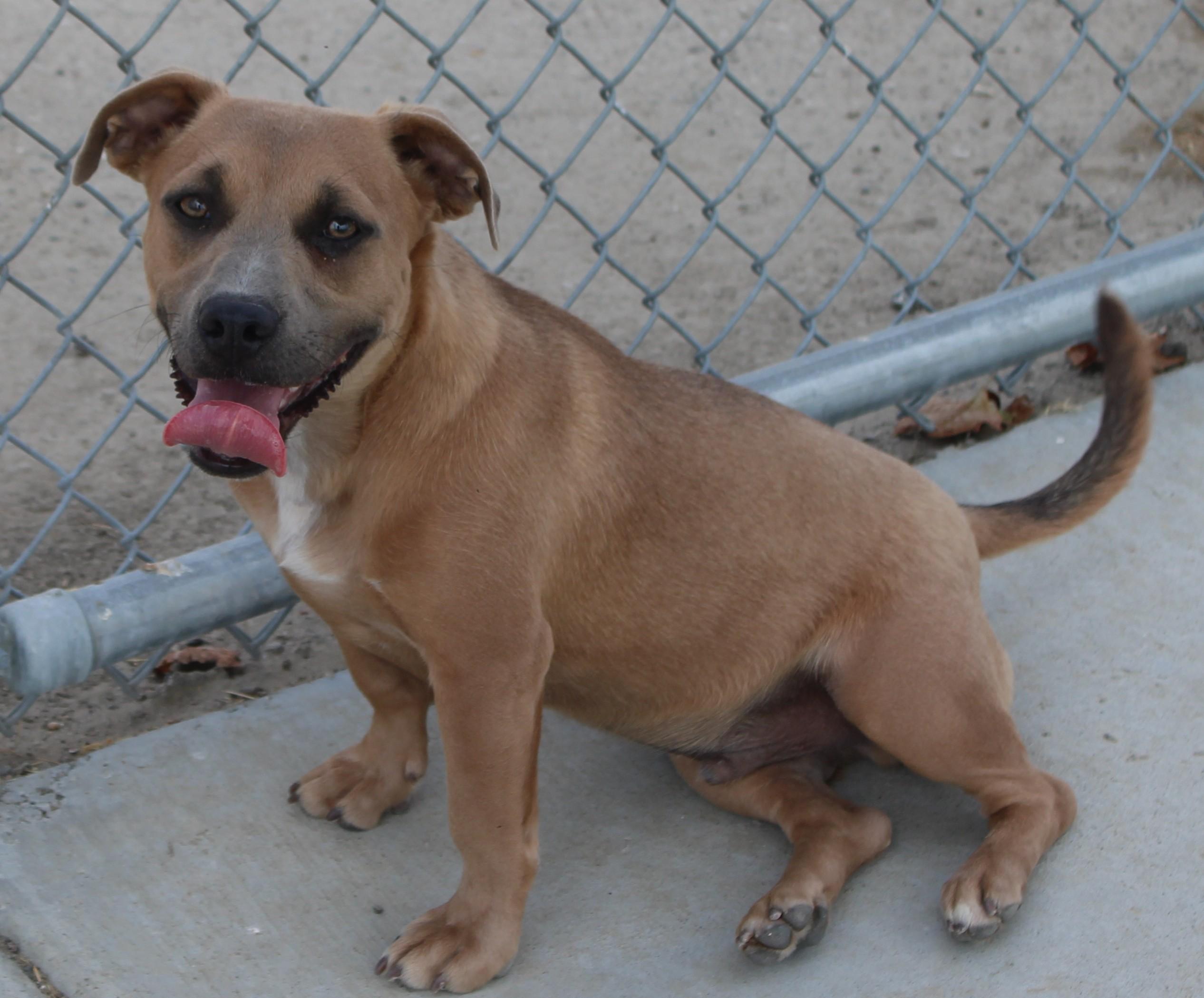 Brownie, ADOPTABLE, Young Male Dachshund.