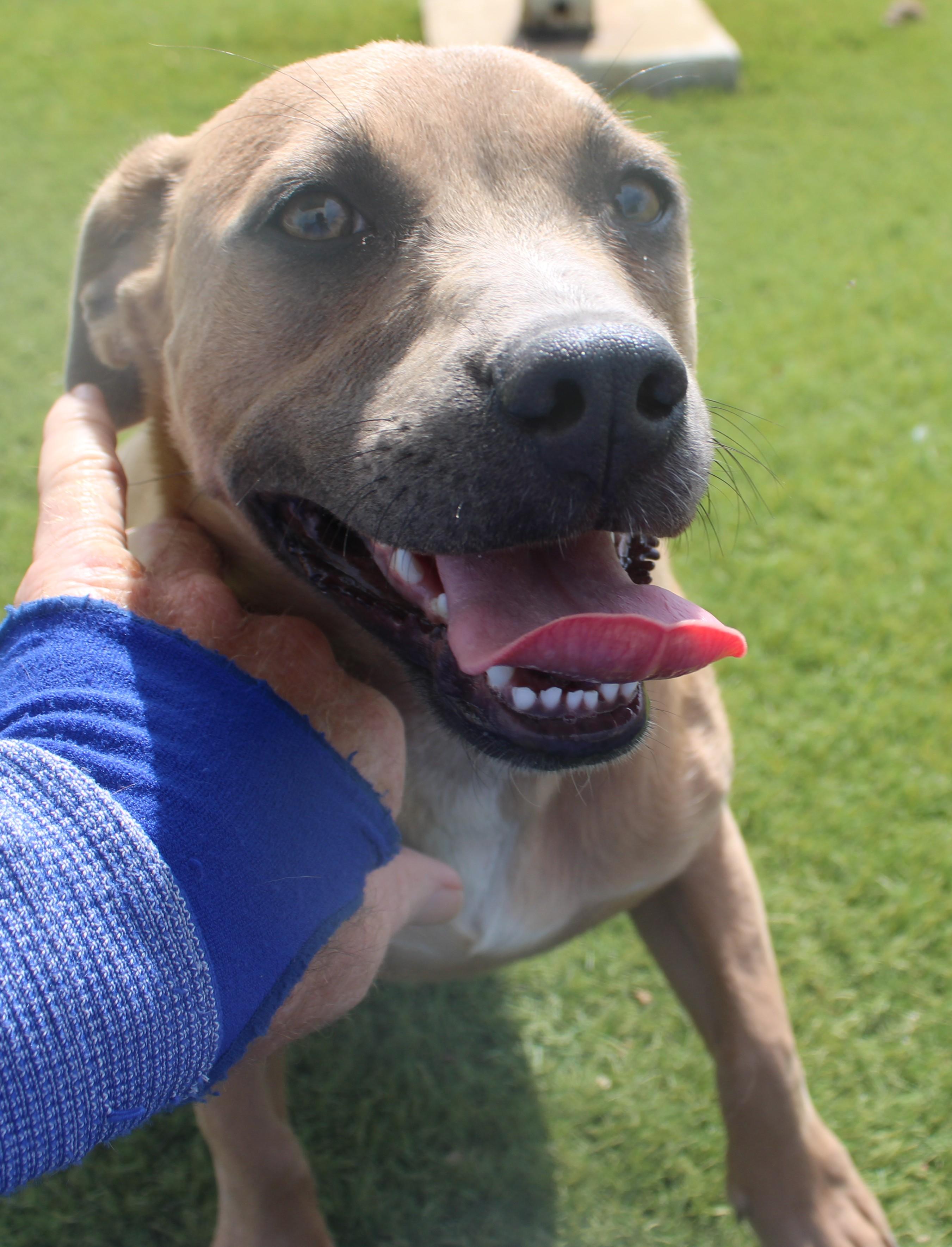 Brownie, a ADOPTABLE mixed breed in Wasco, CA image 5/6