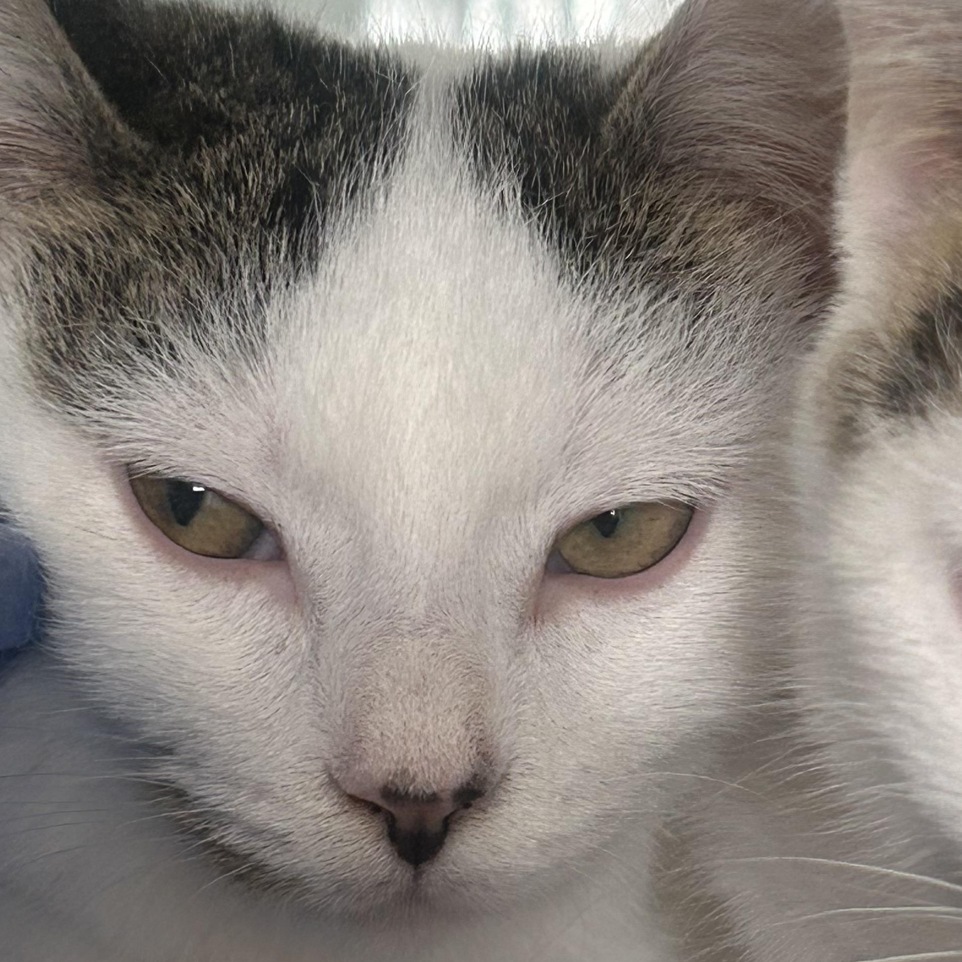 Enlarge Snowflake, a ADOPTABLE Domestic Short Hair in AQUEBOGUE, NY image 4/6