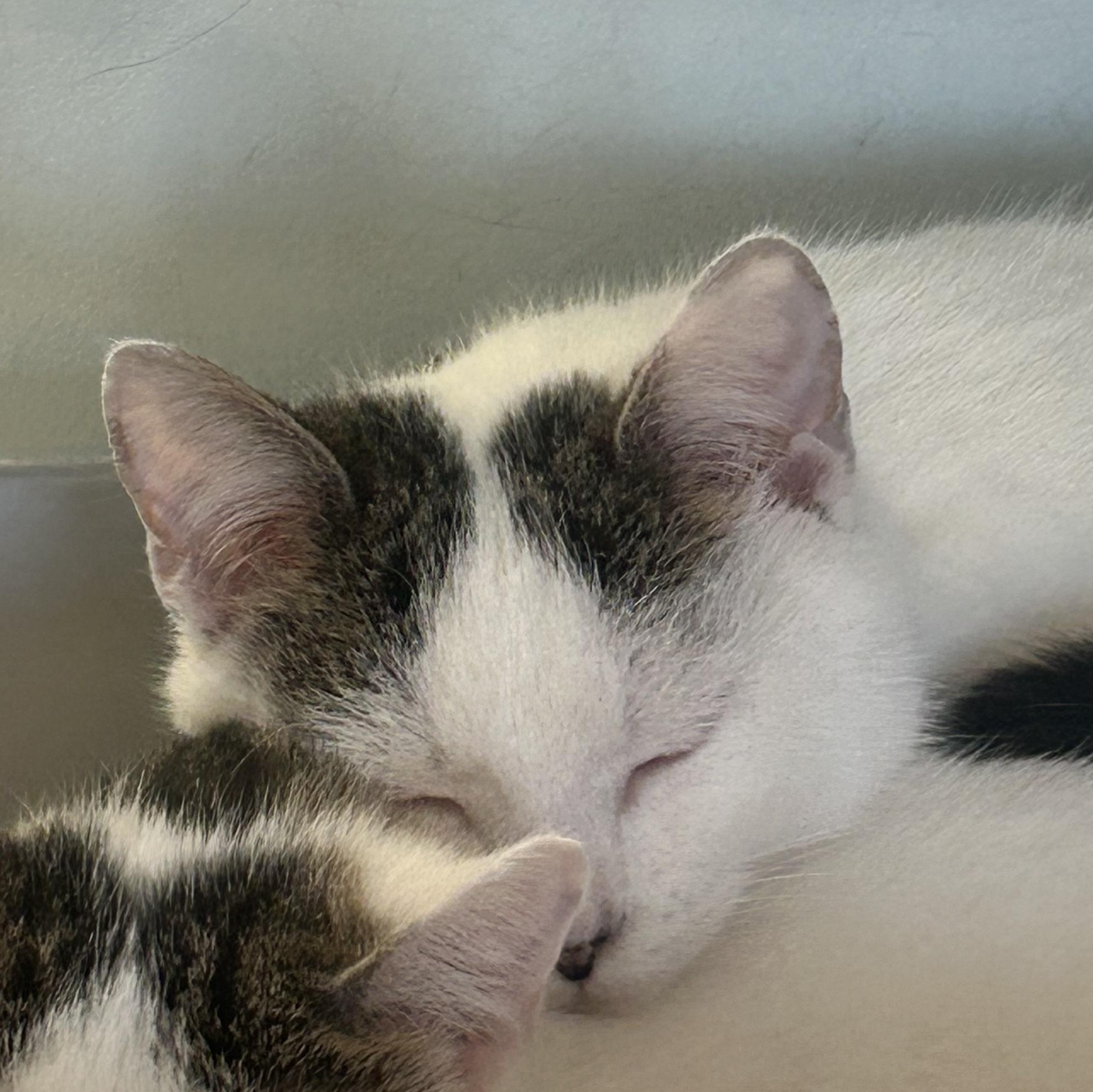 Enlarge Snowflake, a ADOPTABLE Domestic Short Hair in AQUEBOGUE, NY image 5/6