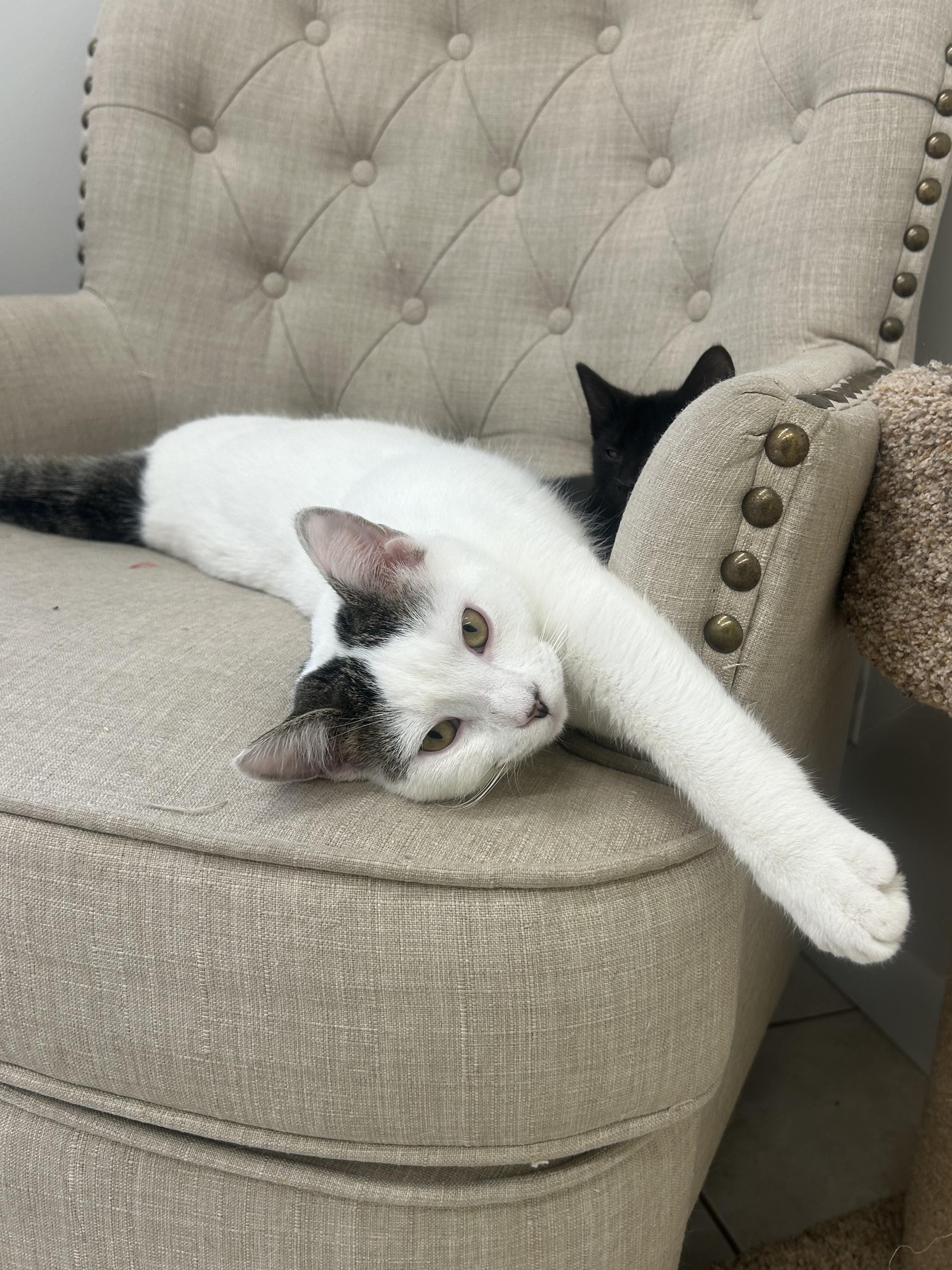 Enlarge Snowflake, a ADOPTABLE Domestic Short Hair in AQUEBOGUE, NY image 1/6