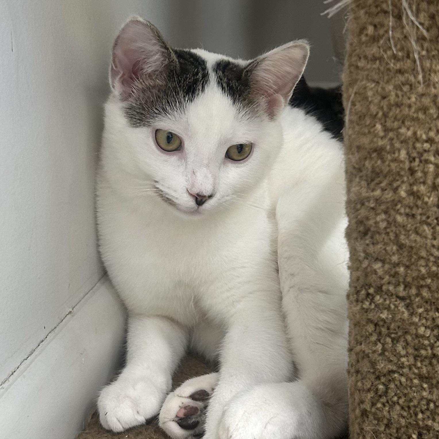 Enlarge Snowflake, a ADOPTABLE Domestic Short Hair in AQUEBOGUE, NY image 6/6