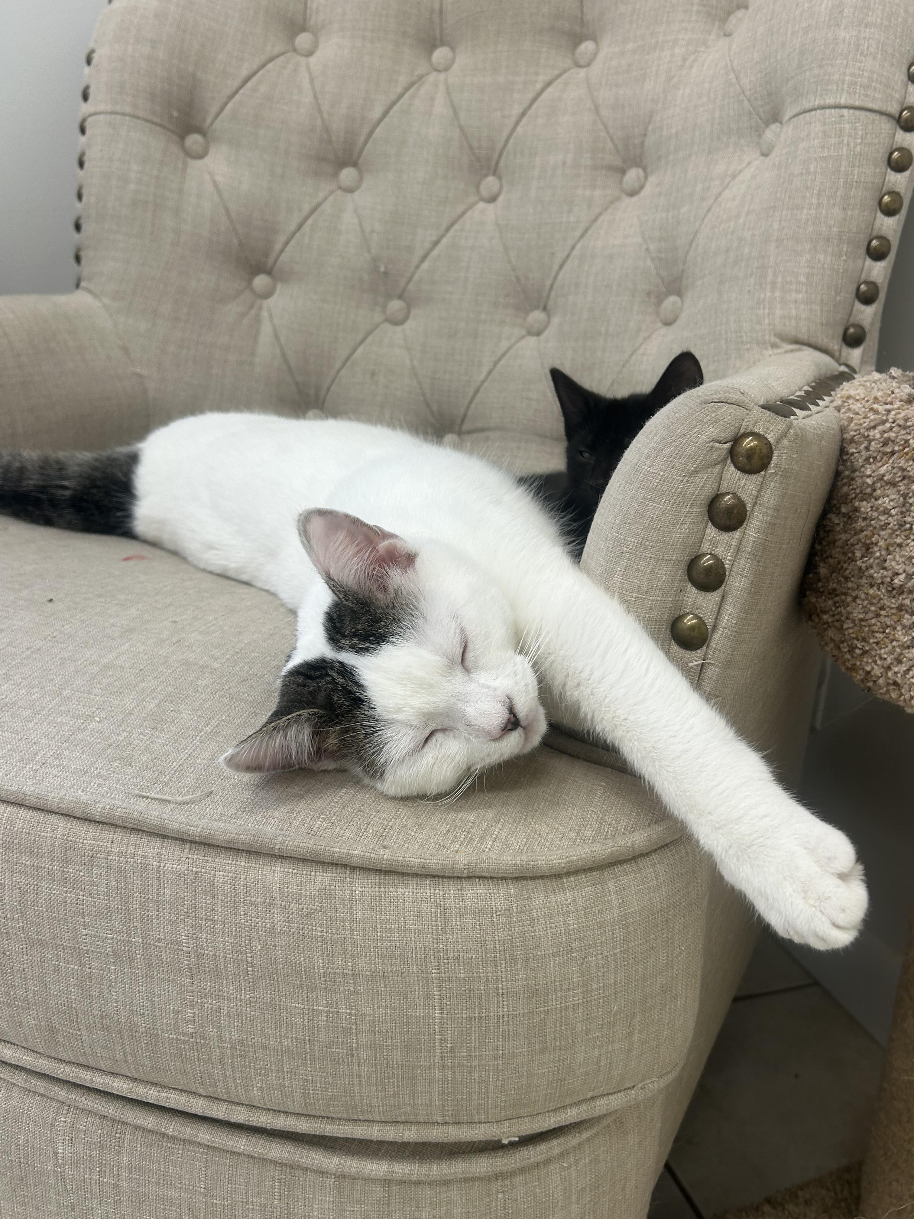 Enlarge Snowflake, a ADOPTABLE Domestic Short Hair in AQUEBOGUE, NY image 2/6