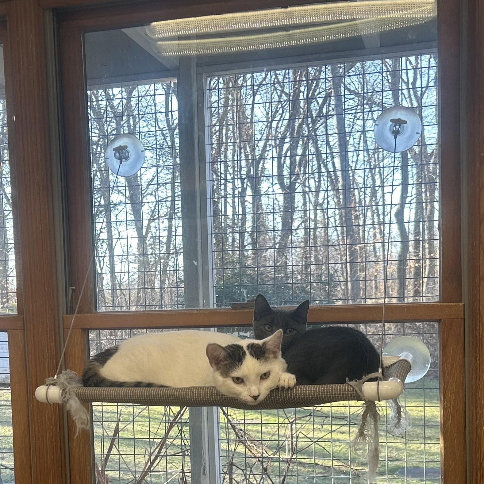 Enlarge Snowflake, a ADOPTABLE Domestic Short Hair in AQUEBOGUE, NY image 3/6