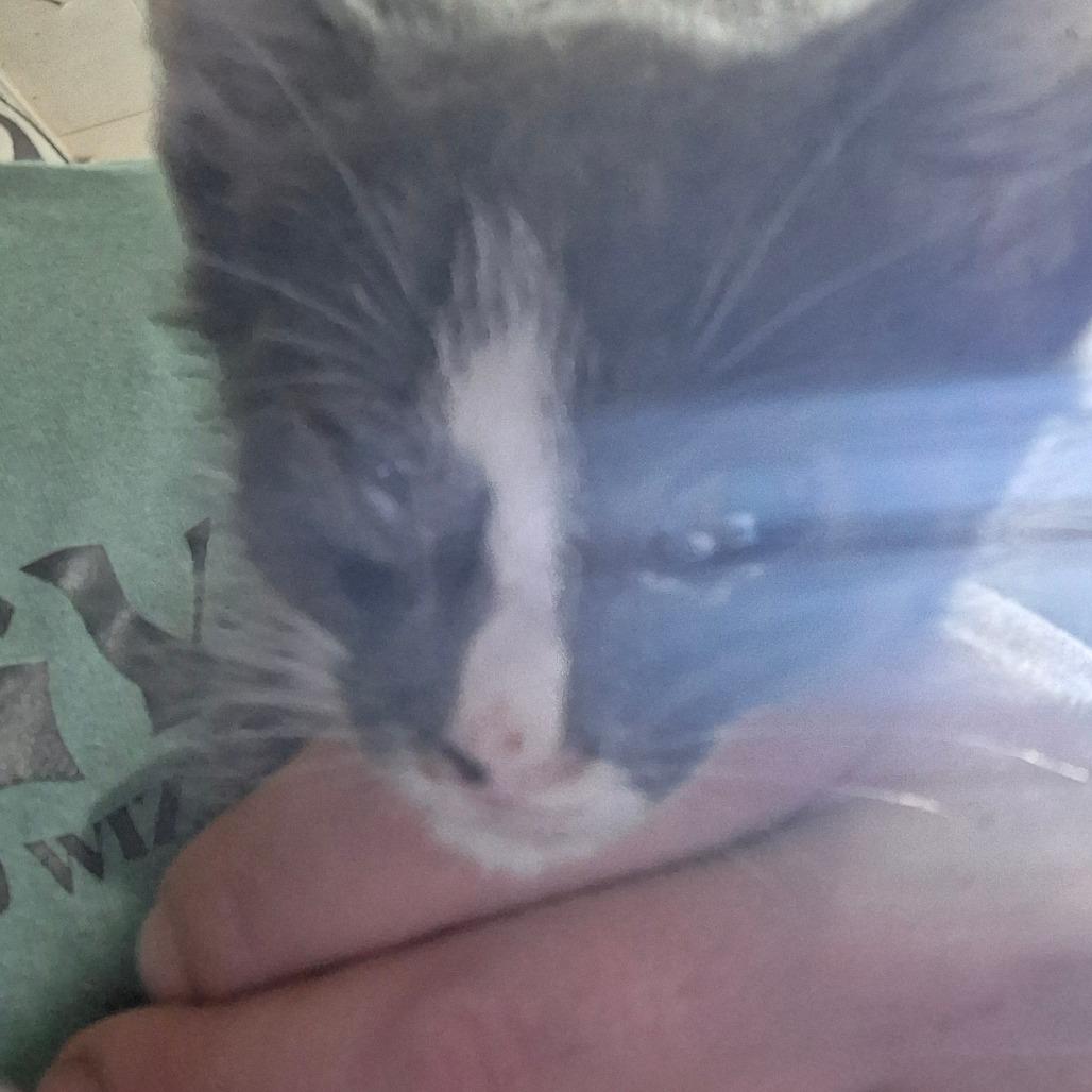 Courage, Adoptable, Young Male Domestic Short Hair.