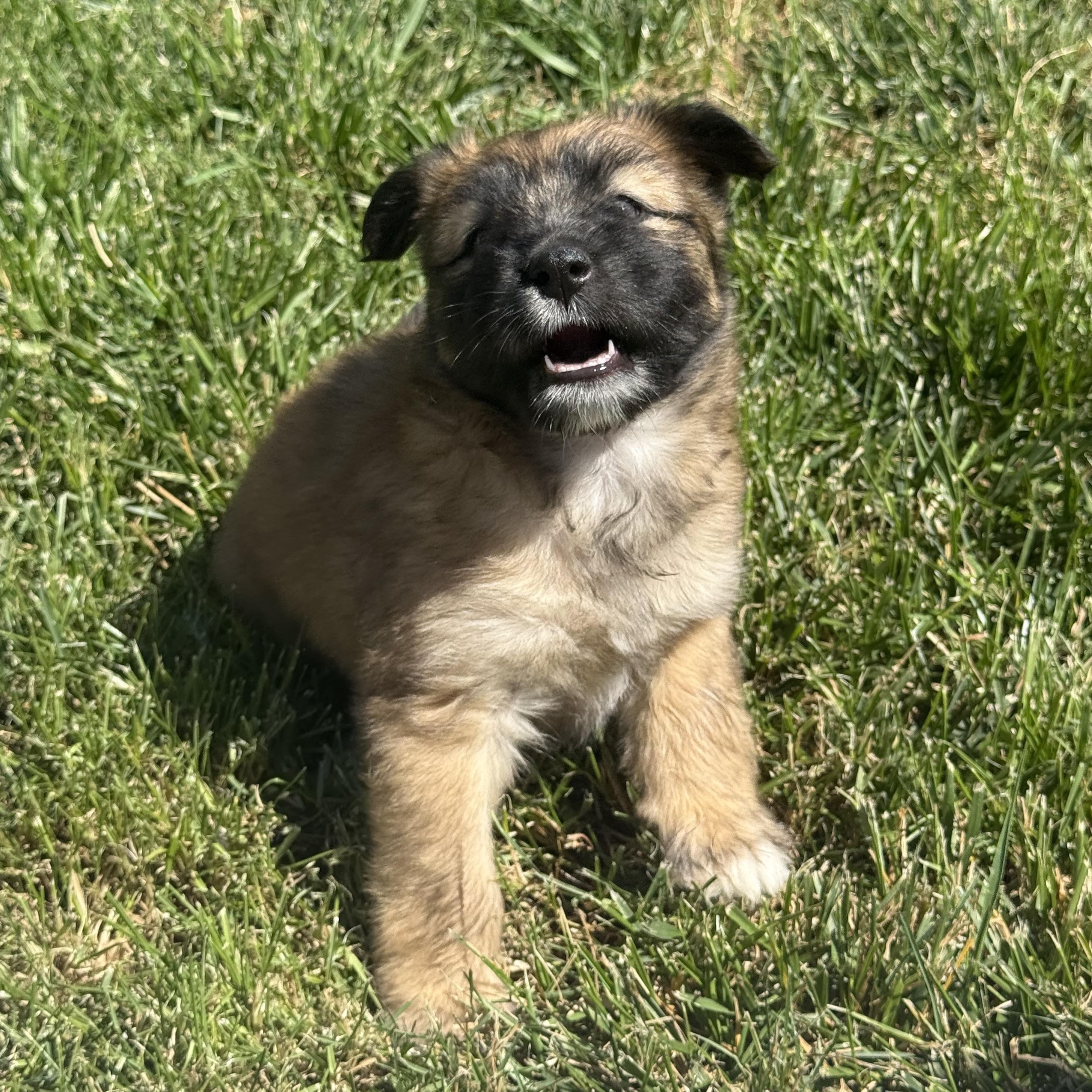 Bear, an adopted mixed breed in modesto, CA image 2/5