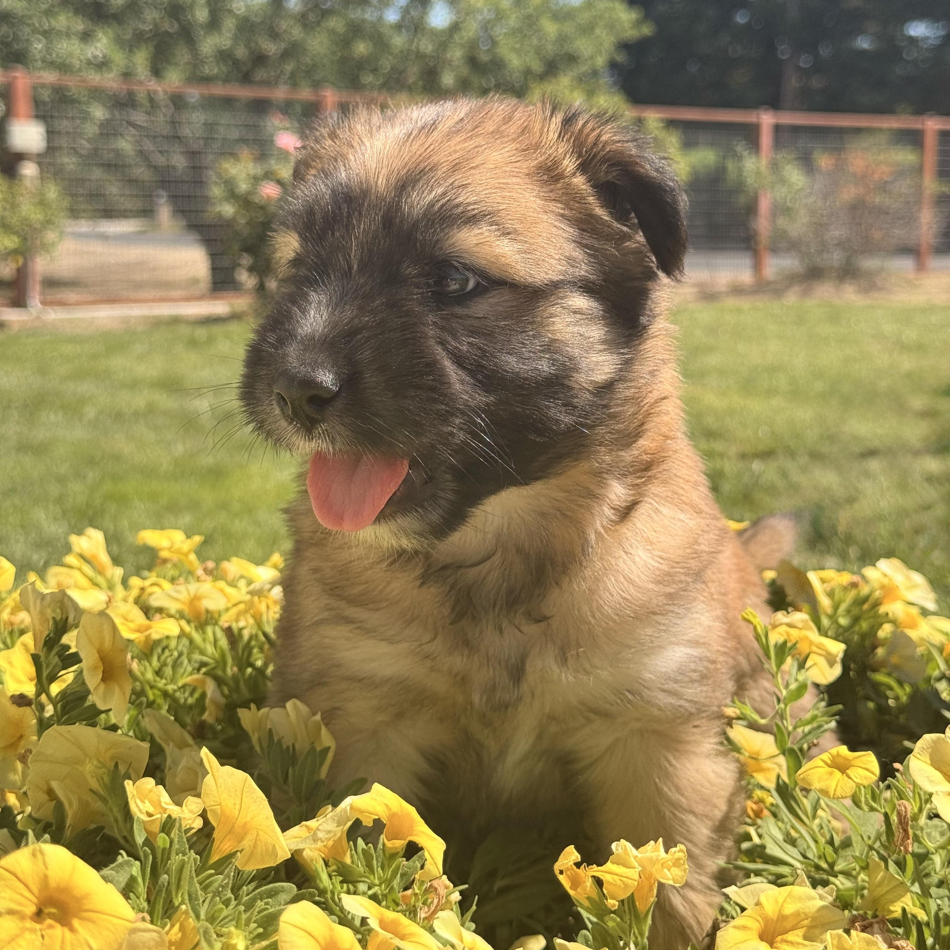 Bear, adopted, Puppy Male Wirehaired Terrier & Shih Tzu.