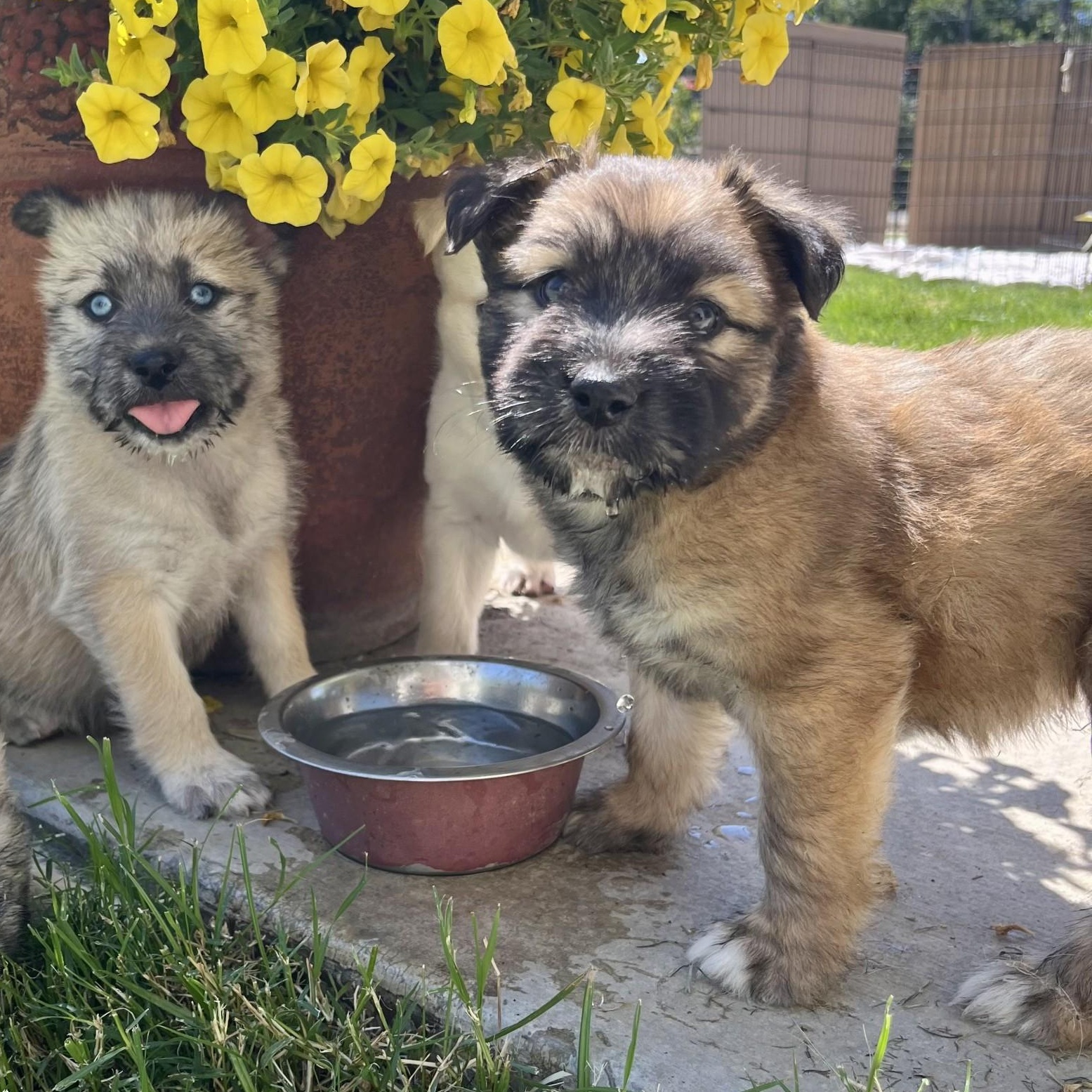Bear, an adopted mixed breed in modesto, CA image 3/5