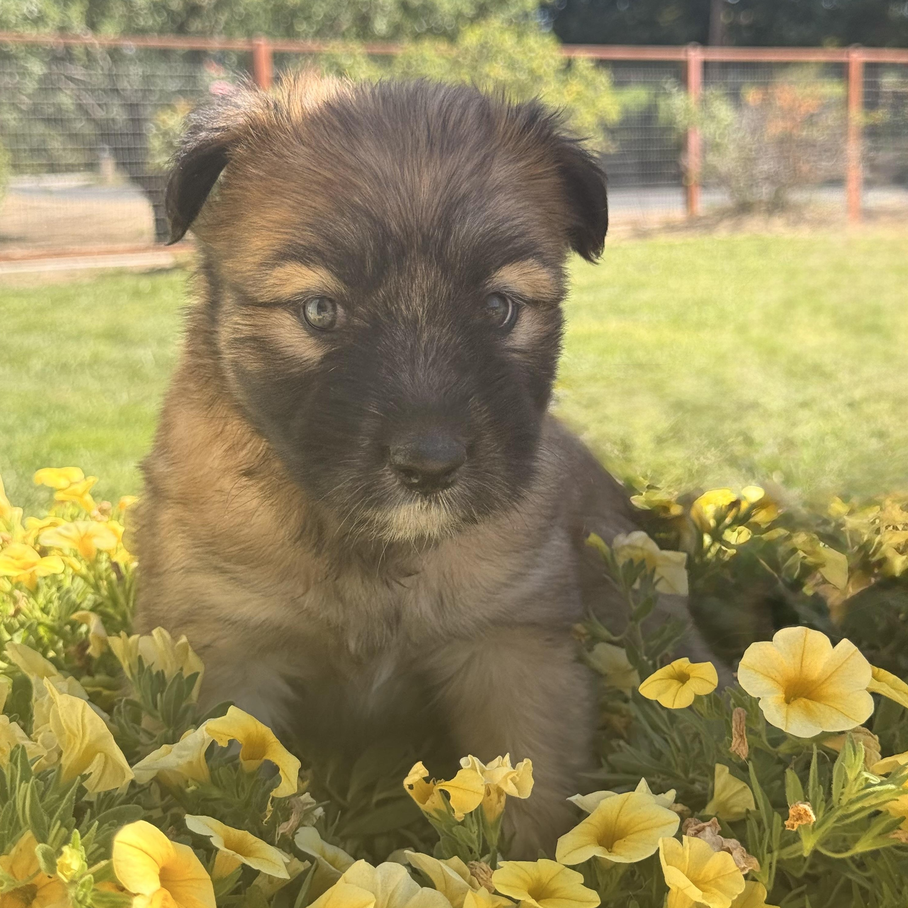 Bear, an adopted mixed breed in modesto, CA image 5/5