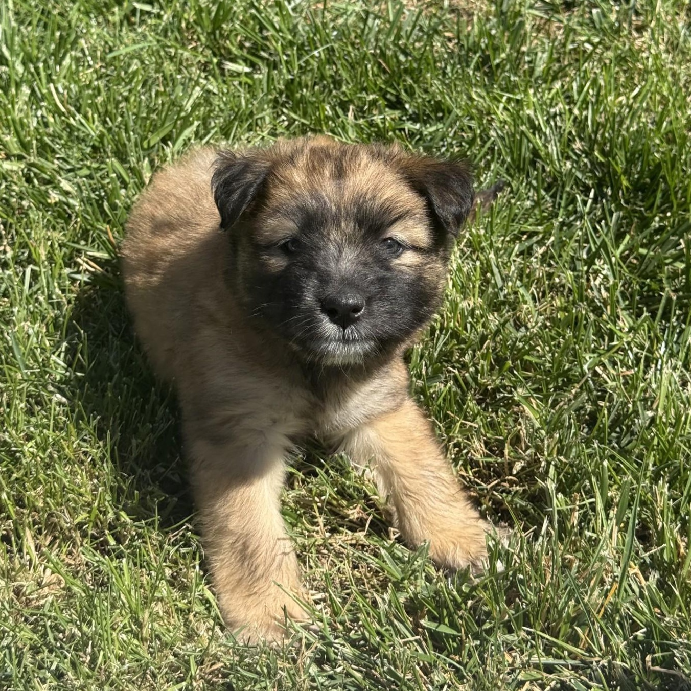 Bear, an adopted mixed breed in modesto, CA image 4/5