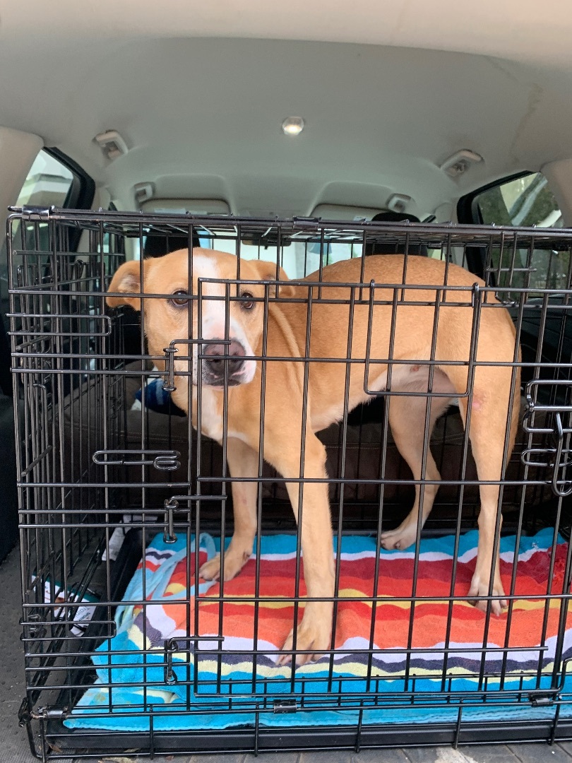 Suzie Q, a Adoptable mixed breed in Anna, TX image 2/10