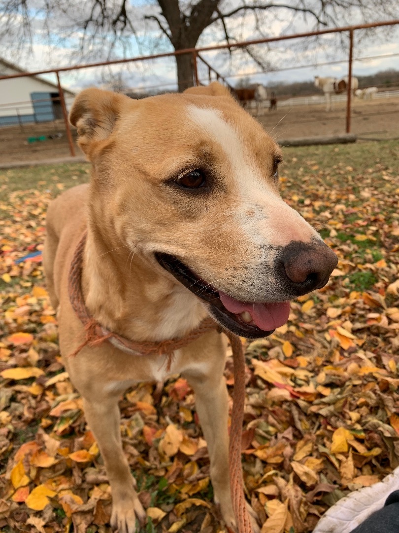 Suzie Q, a Adoptable mixed breed in Anna, TX image 3/10