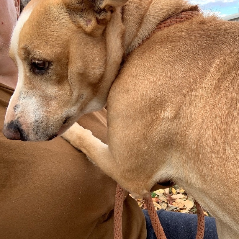 Suzie Q, a Adoptable mixed breed in Anna, TX image 5/10