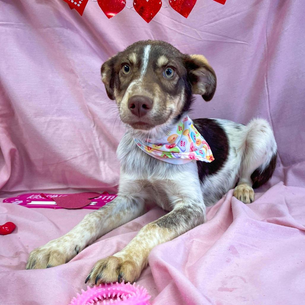 Egg, Adoptable, Puppy Male Mixed Breed.