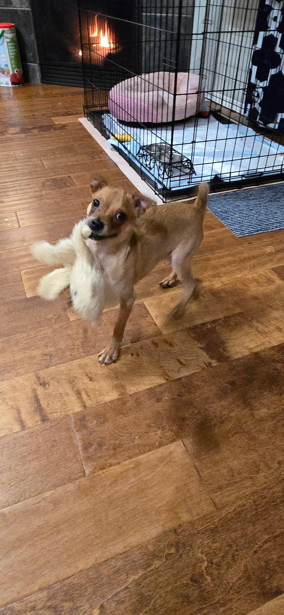 Frankie, a Adoptable mixed breed in Gig Harbor, WA image 3/6