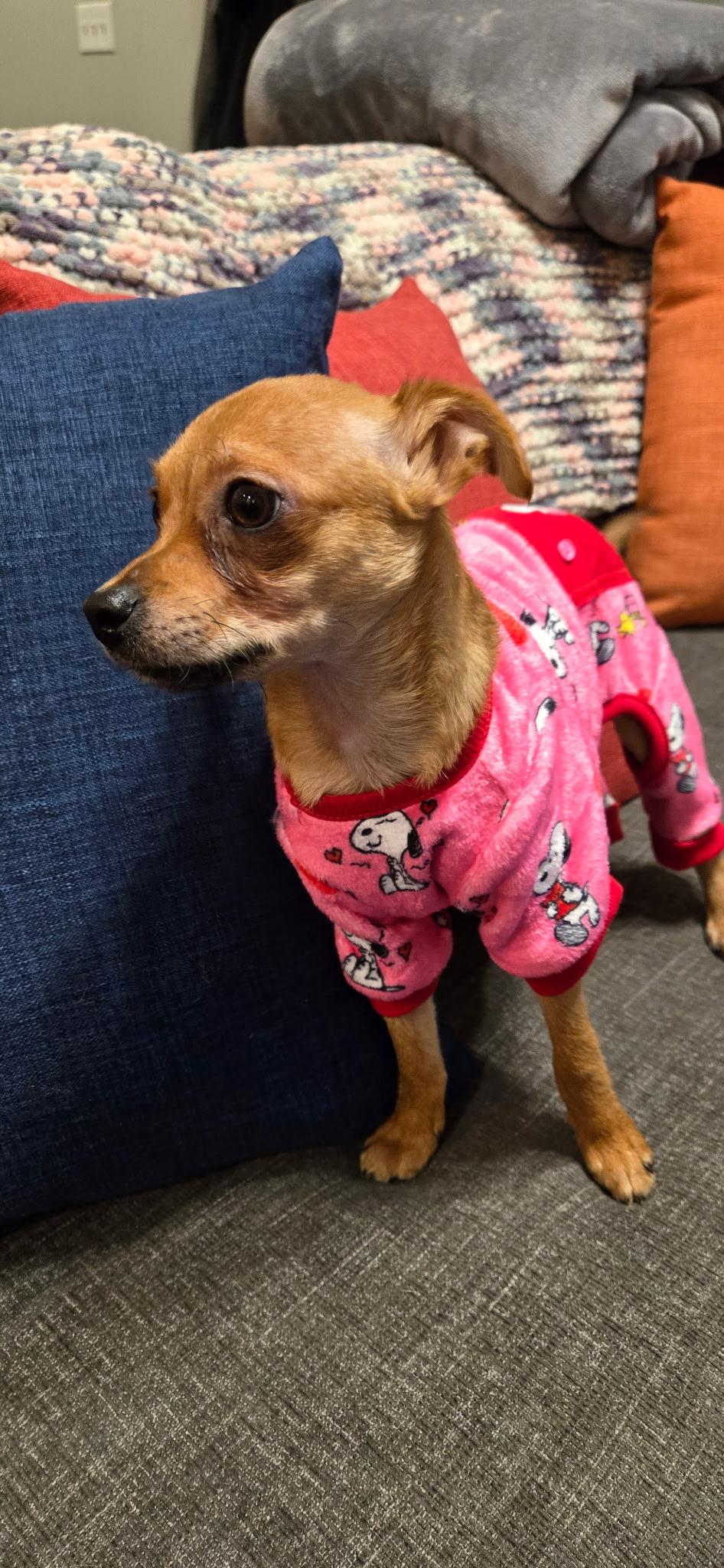 Frankie, a Adoptable mixed breed in Gig Harbor, WA image 4/6