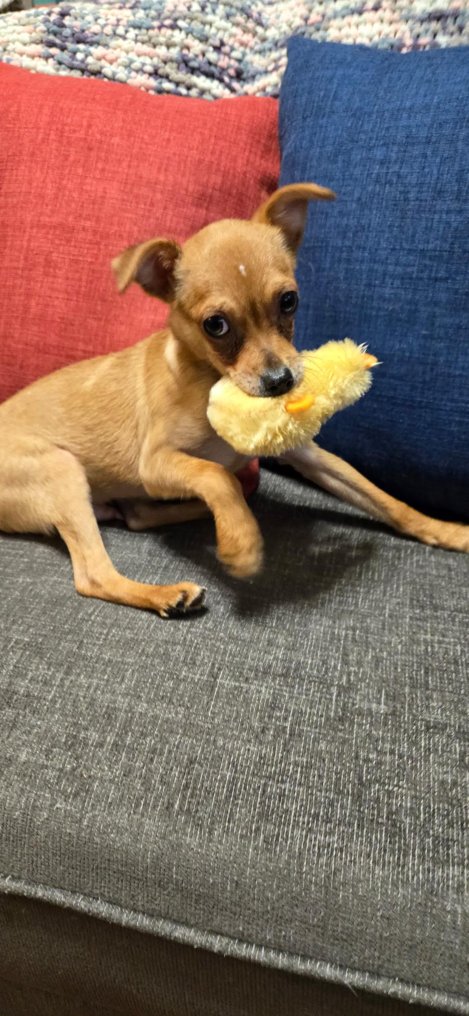 Frankie, a Adoptable mixed breed in Gig Harbor, WA image 5/6