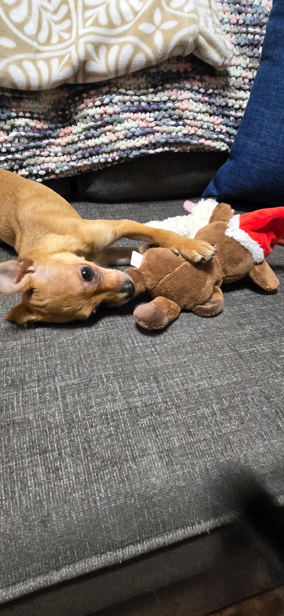 Frankie, a Adoptable mixed breed in Gig Harbor, WA image 6/6