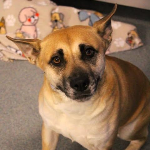 Enlarge 26-00424 DENALI , a ADOPTABLE mixed breed in Fredericksburg, VA image 2/2