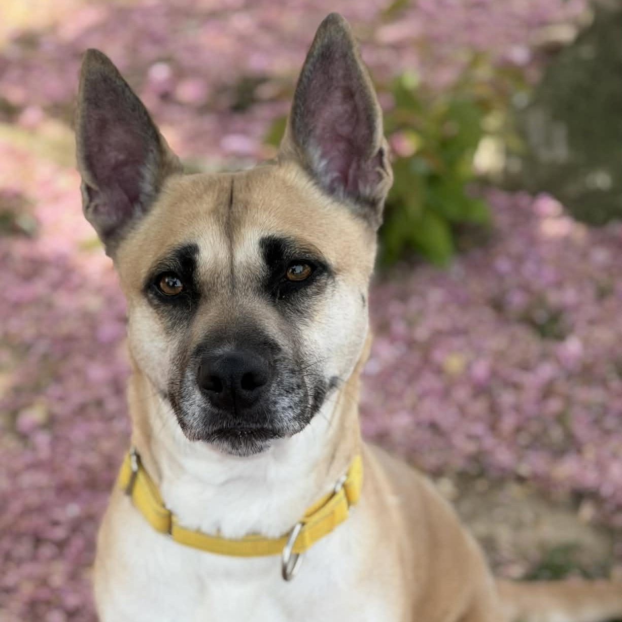 26-00424 DENALI , ADOPTABLE, Adult Female Labrador Retriever & Shepherd.